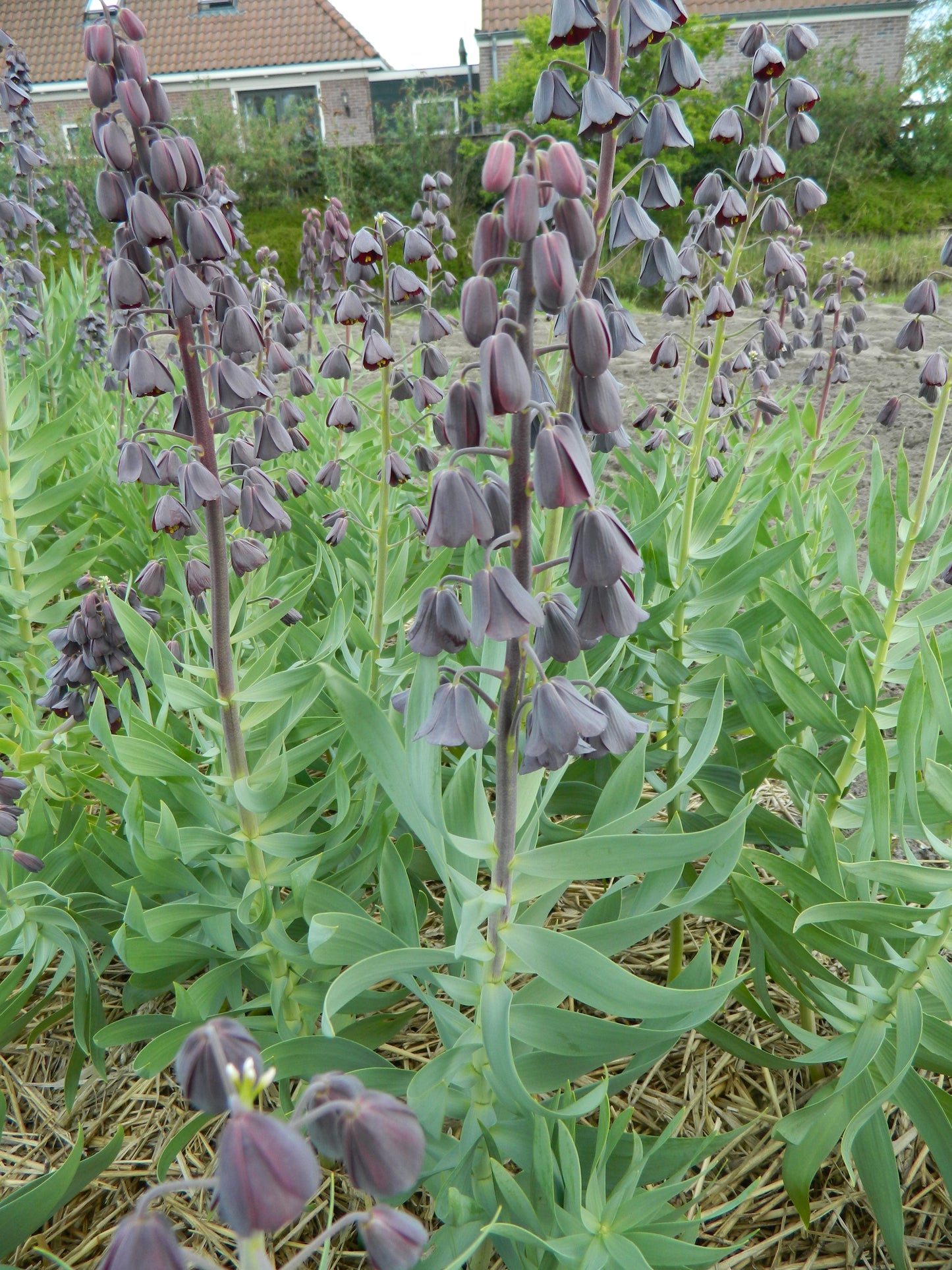 Organic Persica Fritillary Bulb 16+