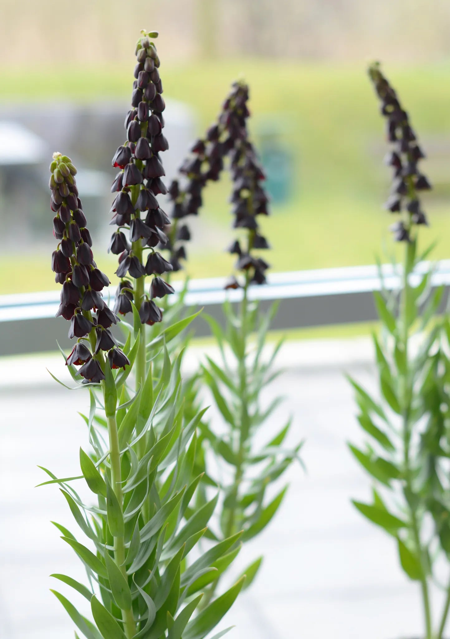 Bulbes de fleurs Non-Traité Fritillaria Twin Towers Tribute® calibre 20/+ (3606000)