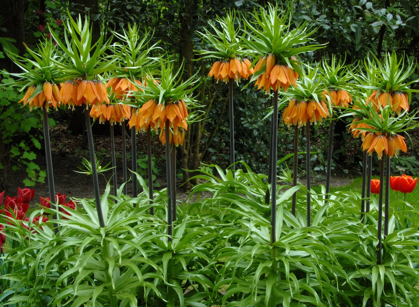 Untreated Fritillaria Orange Beauty® flower bulbs size 20/+ (3606500) for individuals
