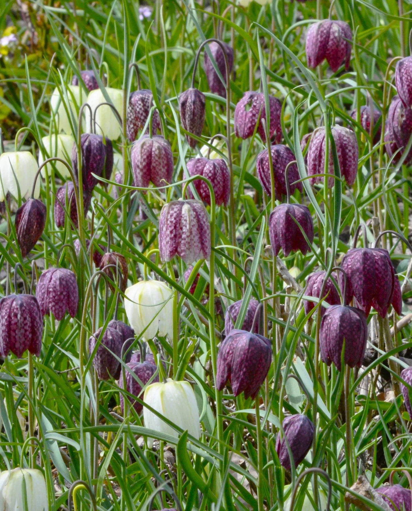 Bulbes de fleurs Non-Traité Fritillaria meleagris calibre 6/7 (3602000)