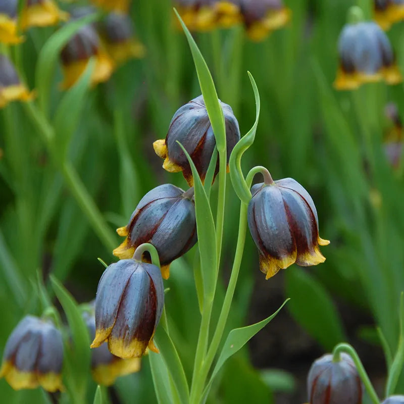 Bulbes de fleurs Non-Traité Fritillaria michailovskyi calibre 5/+ (3602500)