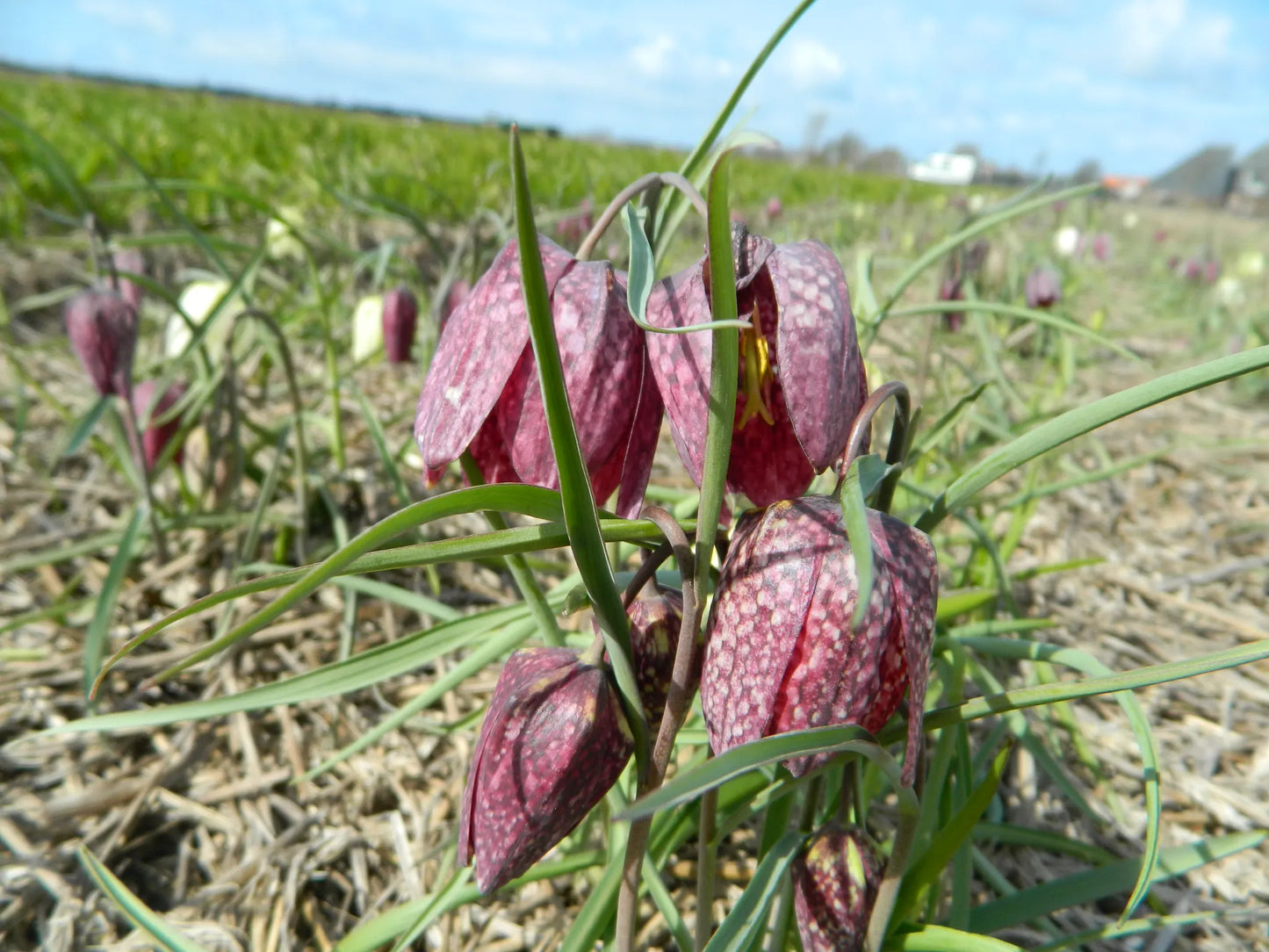Bulbes de fleurs bio Fritillaria meleagris Fritillary calibre 4/+ (fmele05)