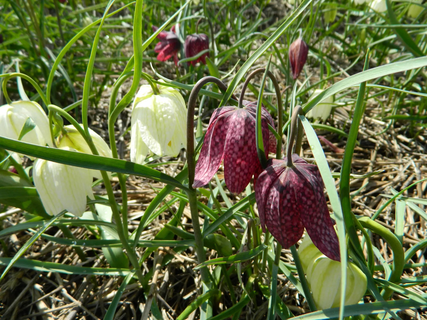 Bulbes de fleurs bio Fritillaria meleagris Fritillary calibre 4/+ (fmele05)