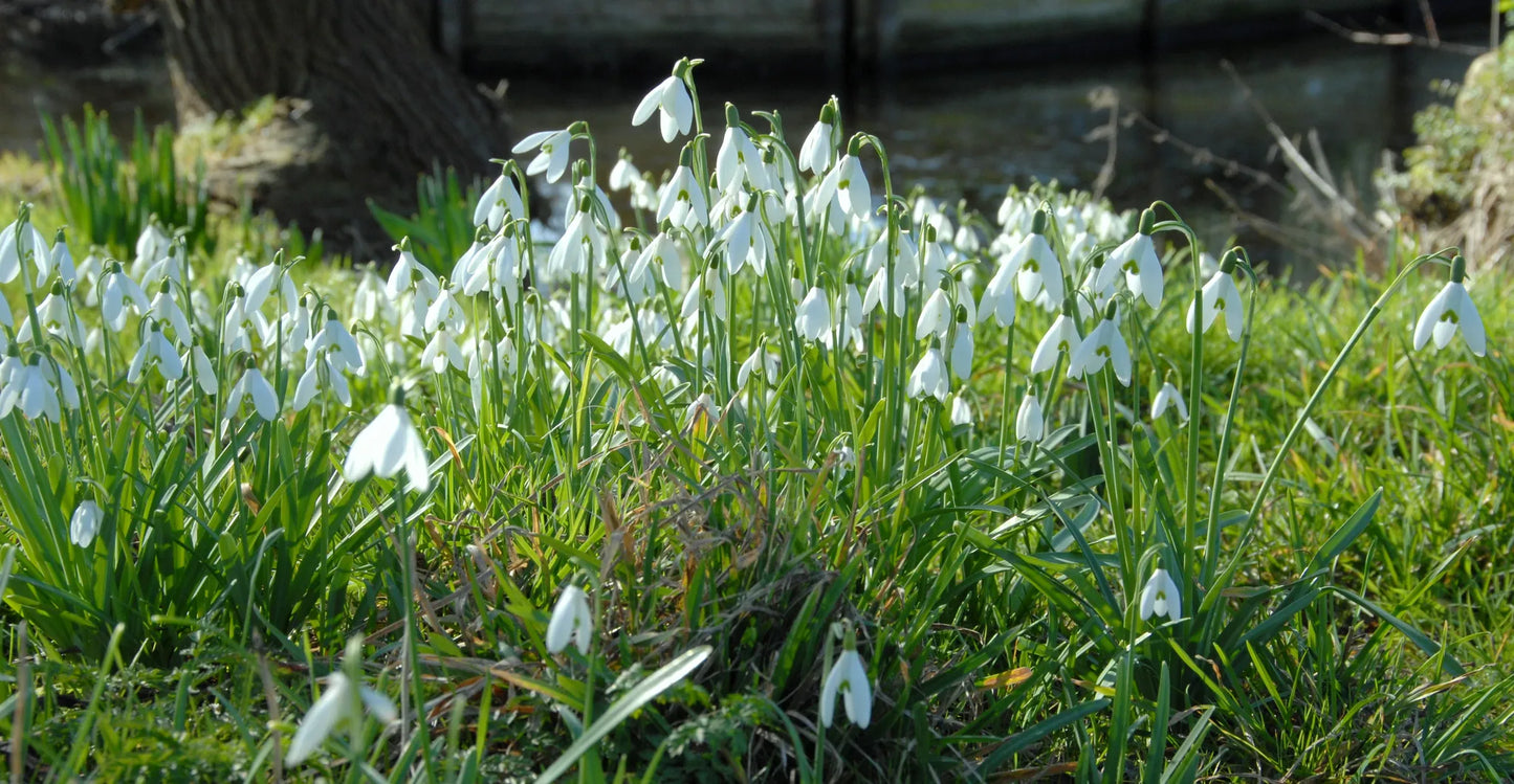 Untreated Galanthus nivalis flower bulbs size 5/6 (3701500) for individuals