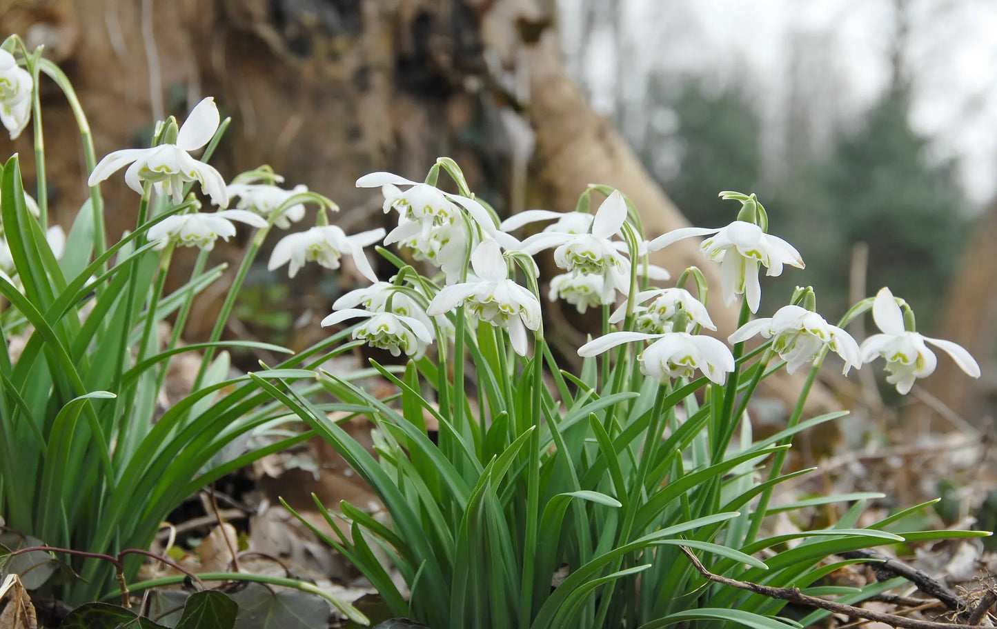 Untreated flower bulbs Galanthus nivalis Flore Pleno size 5/+ (3701000) for individuals