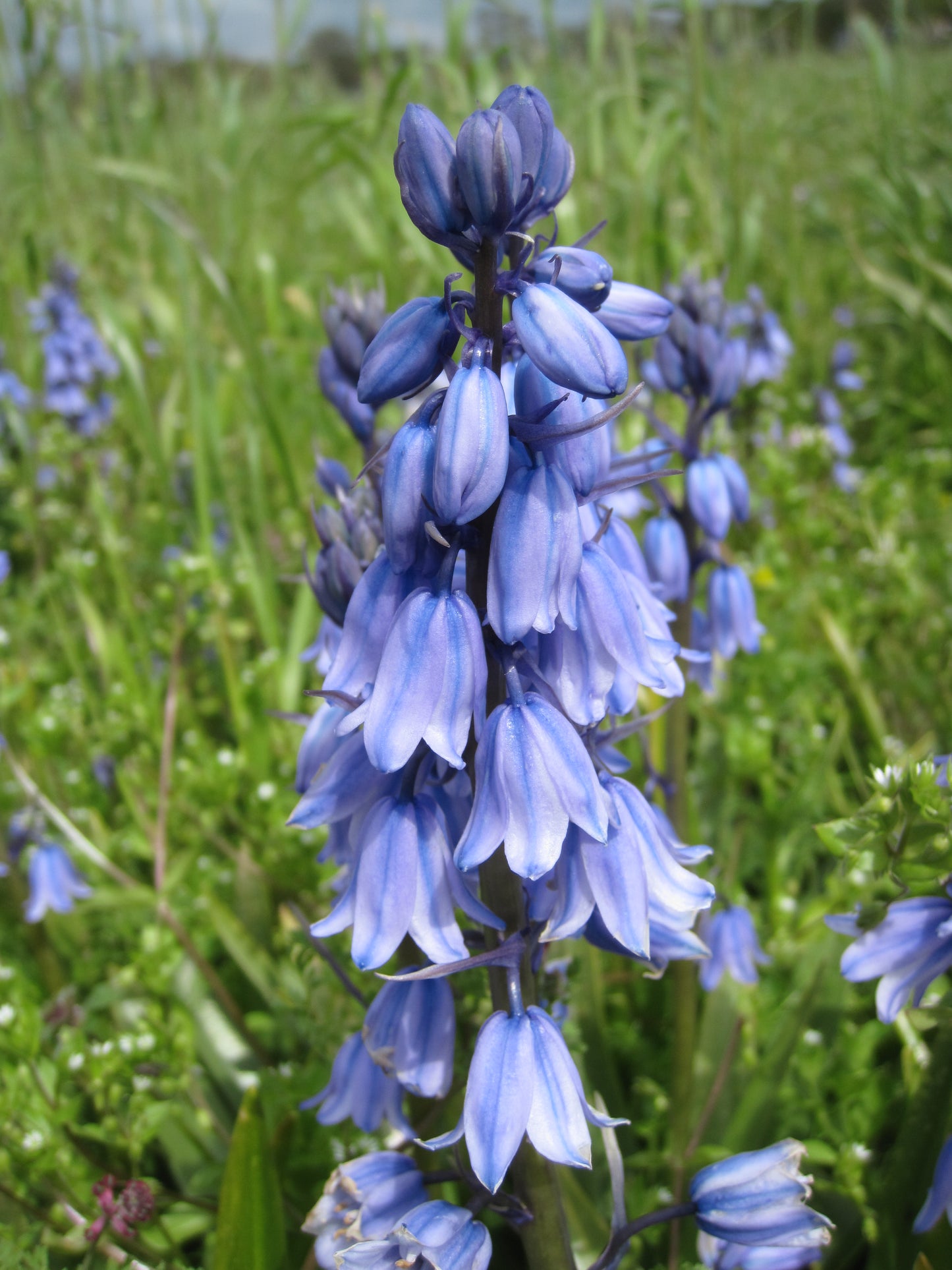 Bulbes de fleurs bio Hyacinthoides hispanica Excelsior (Spanish bluebell) calibre 10/+ (hhiex10)