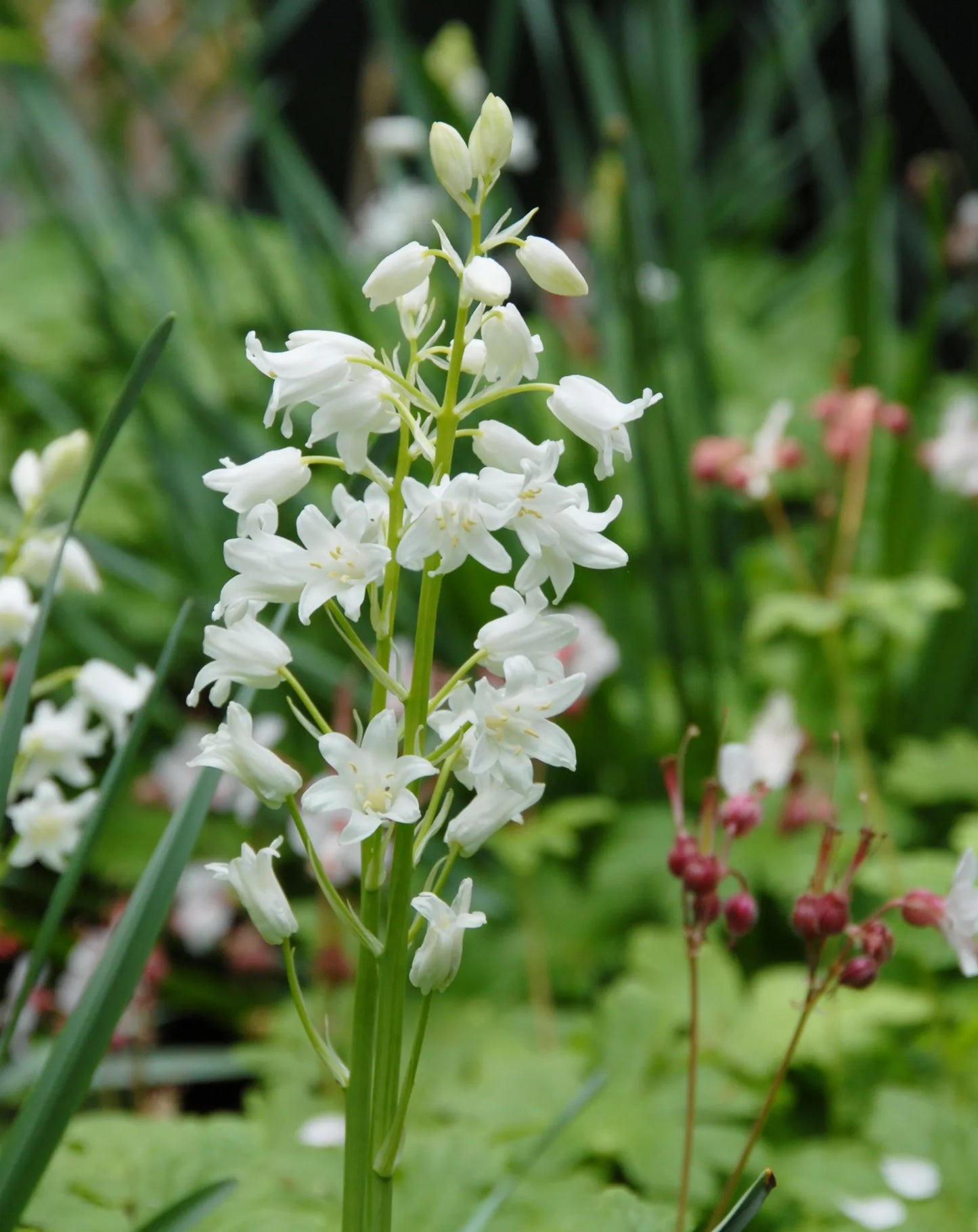 Untreated flower bulbs Hyacinthoides hisp. Alba Maxima size 8/10 (3731500) for individuals
