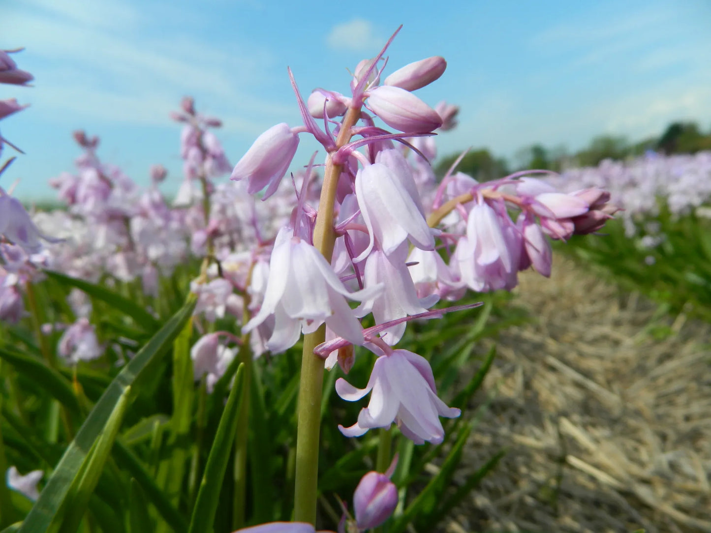 Organic flower bulbs Hyacinthoides hispanica mix (Spanish bluebell) size 6/+ (hhimi06)