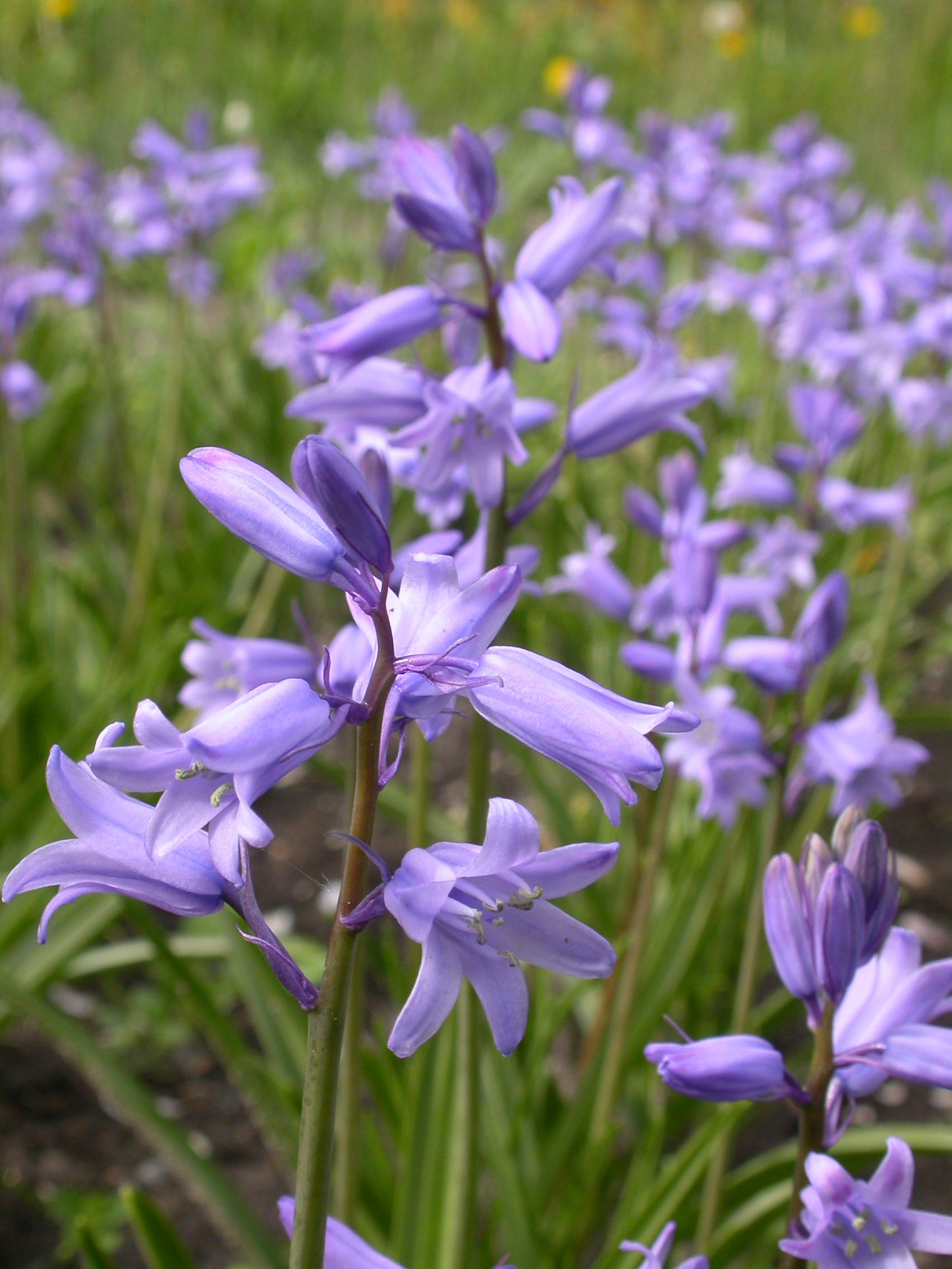 Organic flower bulbs Hyacinthoides hispanica blue (Spanish bluebell) size 6/+ (hhibl06)