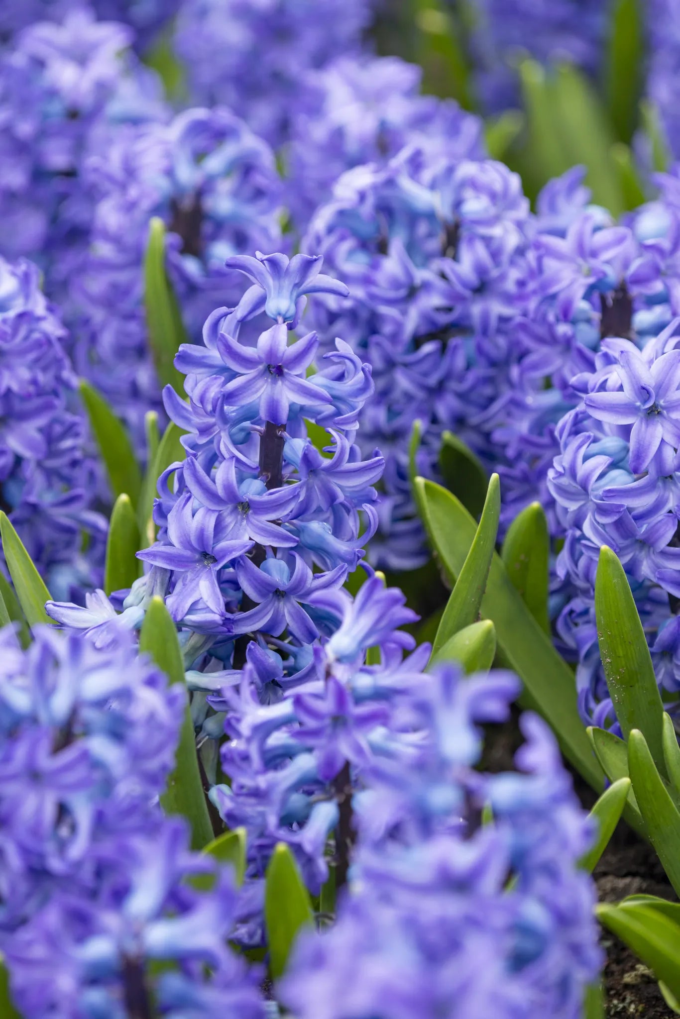 Untreated Hyacinthus Aqua® flower bulbs size 16/17 (3012500) for individuals