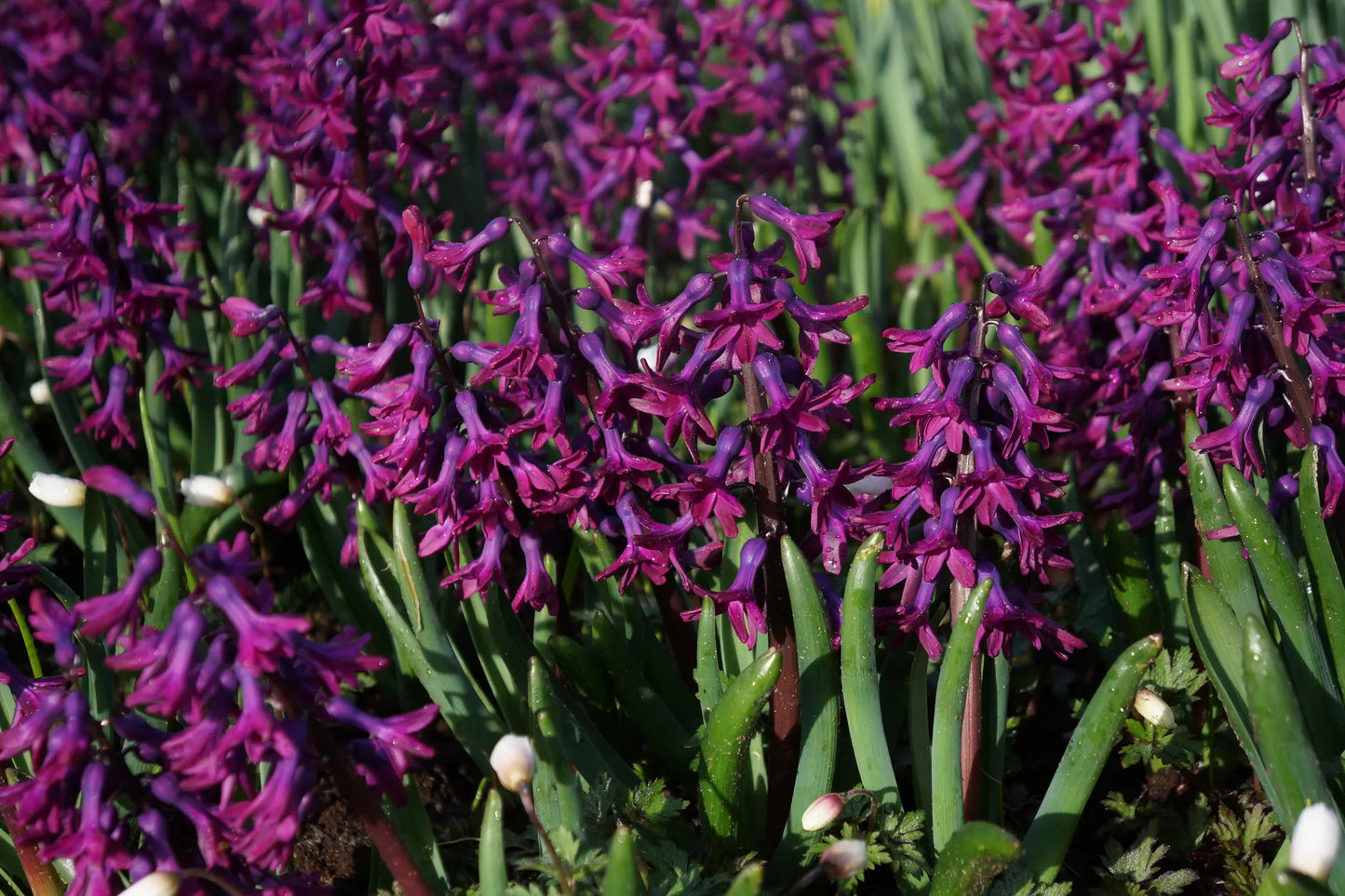 Untreated Hyacinthus Woodstock® flower bulbs size 16/17 (3007000) for individuals