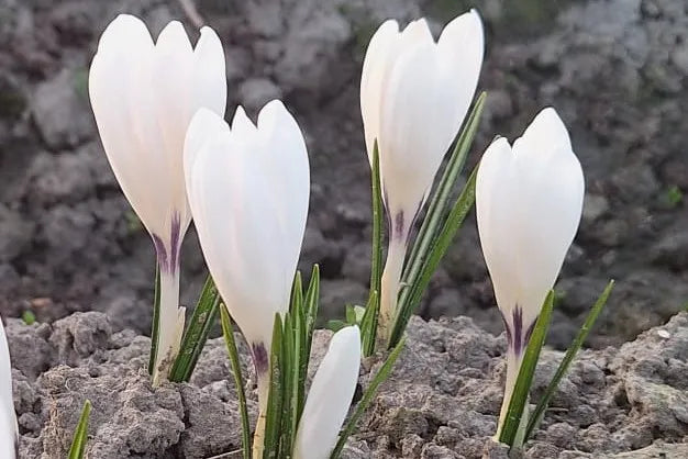 Bulbes de fleurs bio Crocus Semi-large C. 'Ice Queen' calibre 5/+ (cicqu05)