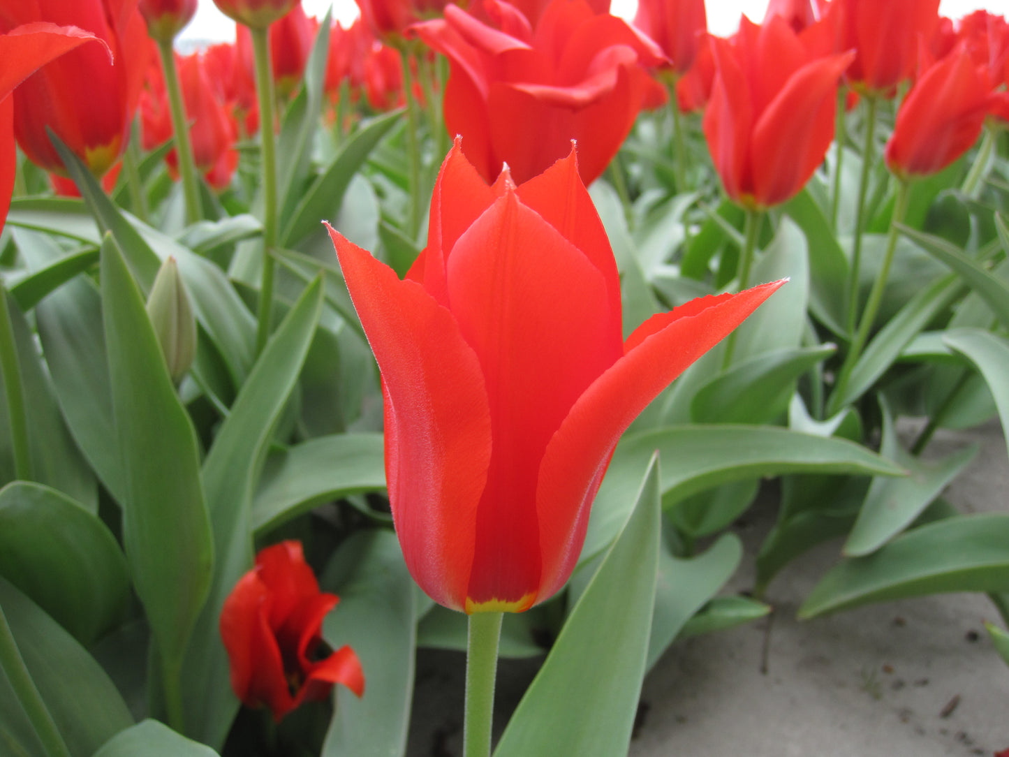 Bulbe Tulipe Ingens 11+ Bio