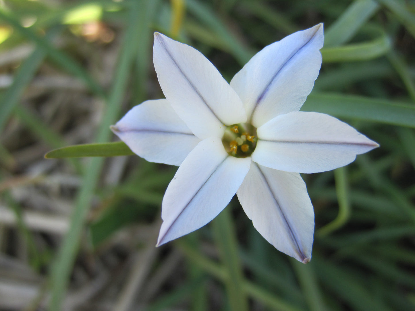 Bulbes de fleurs bio Ipheion uniflorum Wisley Blue (Spring starflower) calibre 4/+ (iwibl04)