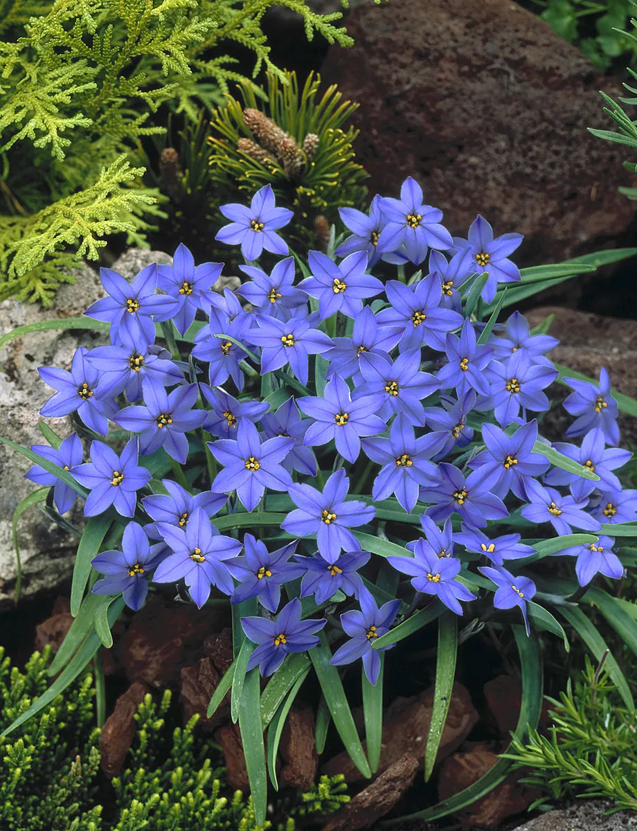 Bulbes de fleurs Non-Traité Ipheion  Jessie® calibre 4/+ (3741500)