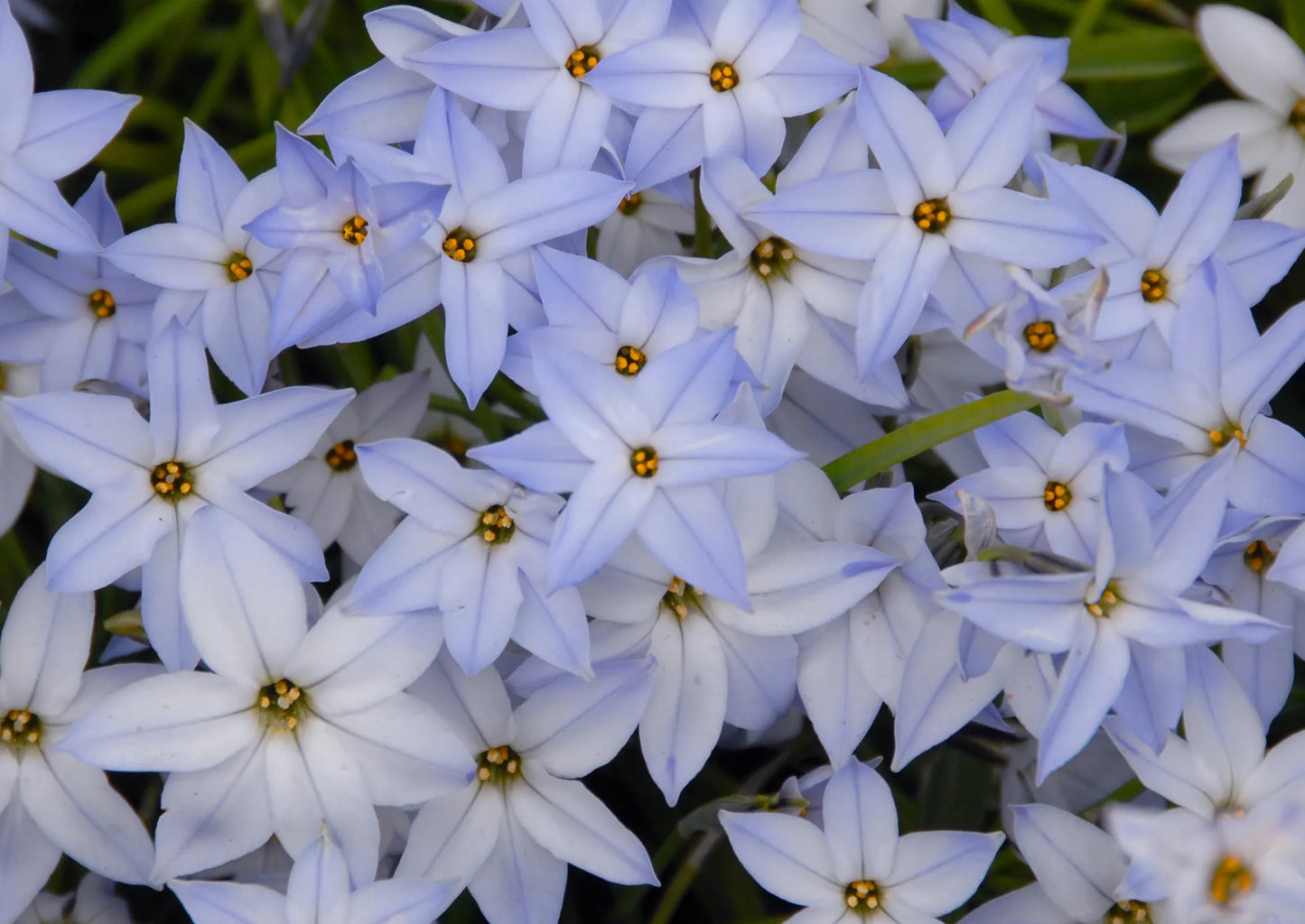 Ipheion Wisley Blue Untreated Flower Bulbs Size 4/+ (3741000) for Individuals