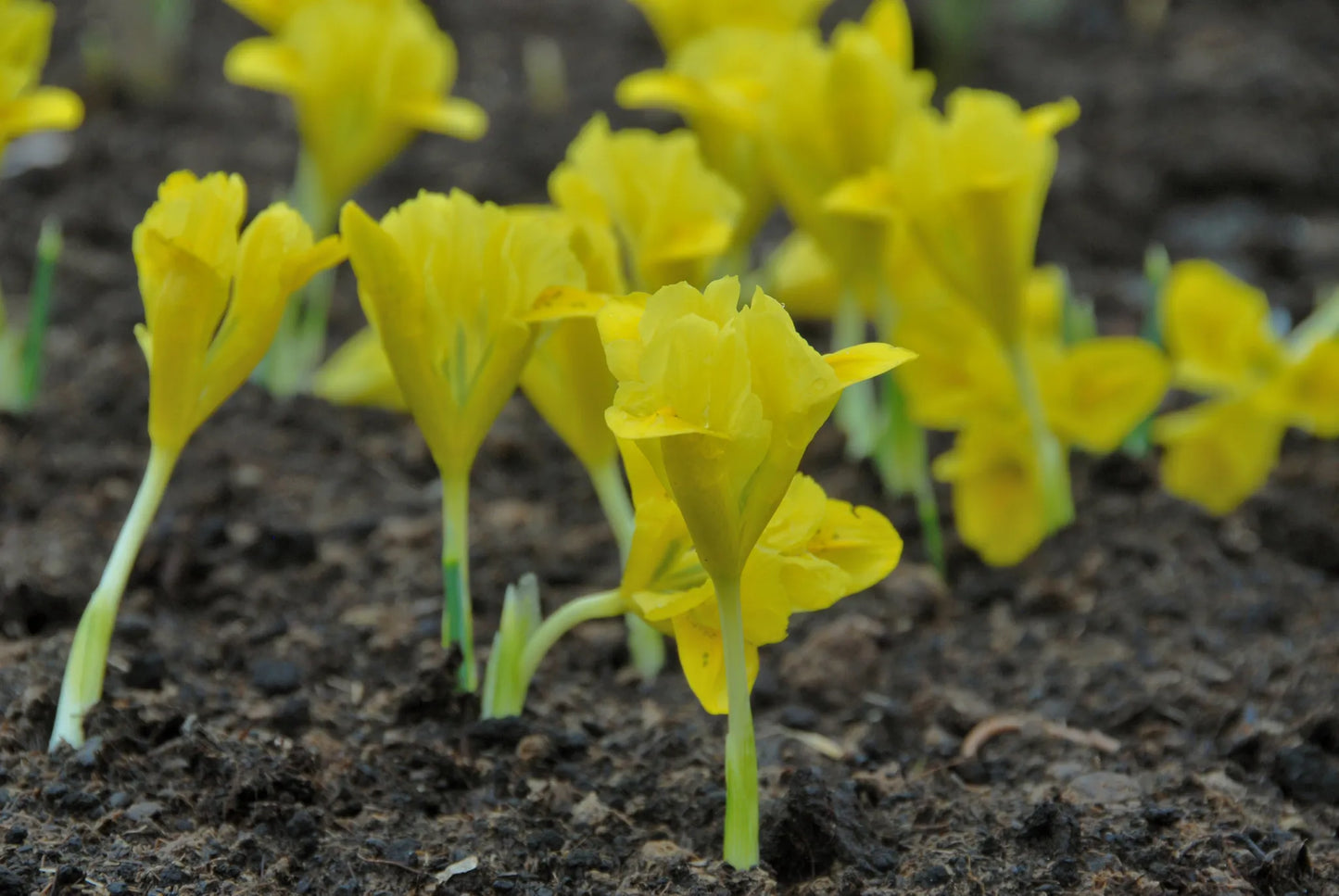 Bulbes de fleurs Non-Traité Iris danfordiae calibre 6/+ (3751500)