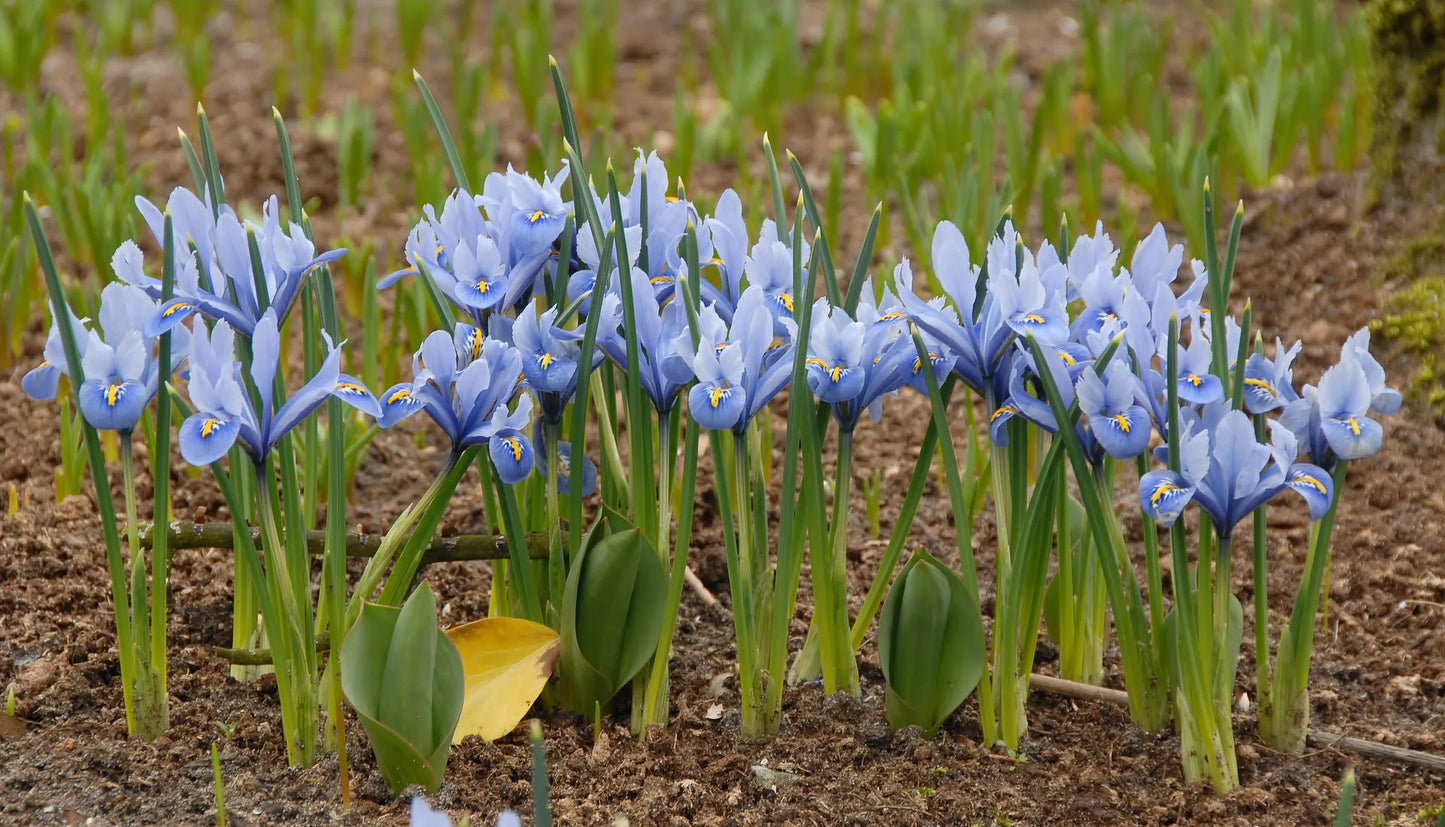 Bulbes de fleurs Non-Traité Iris reticulata Alida® calibre 6/+ (3753000)