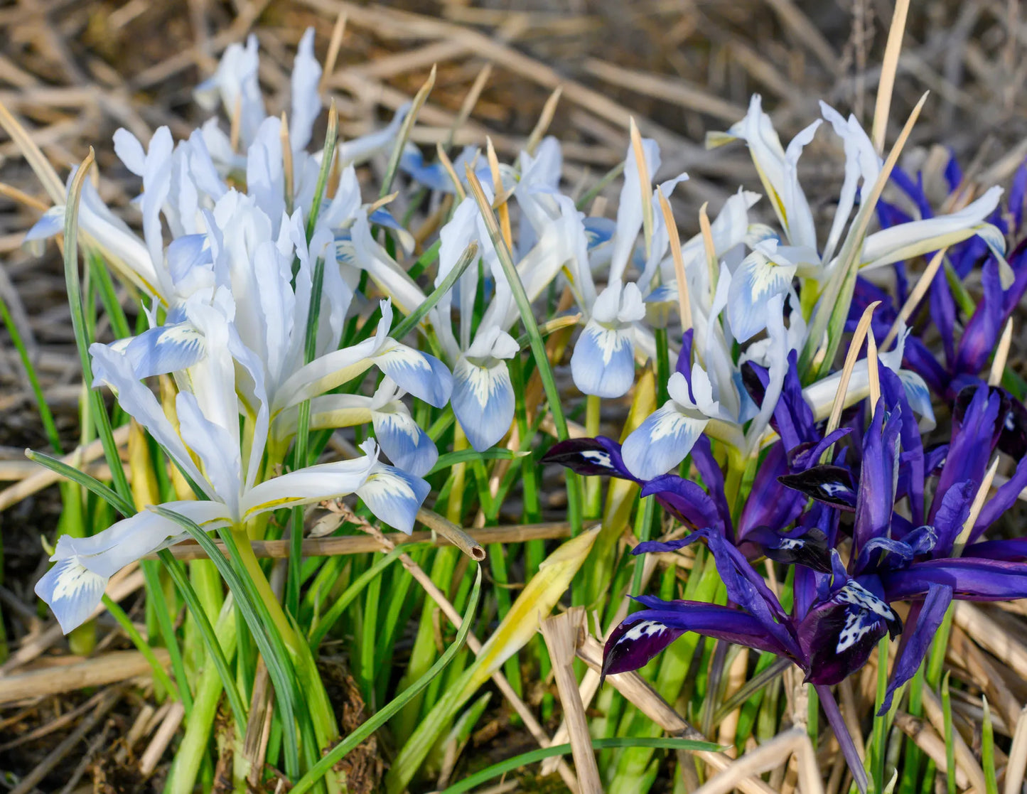 Bulbes de fleurs Non-Traité Iris reticulata Frozen Planet calibre 6/+ (3757400)