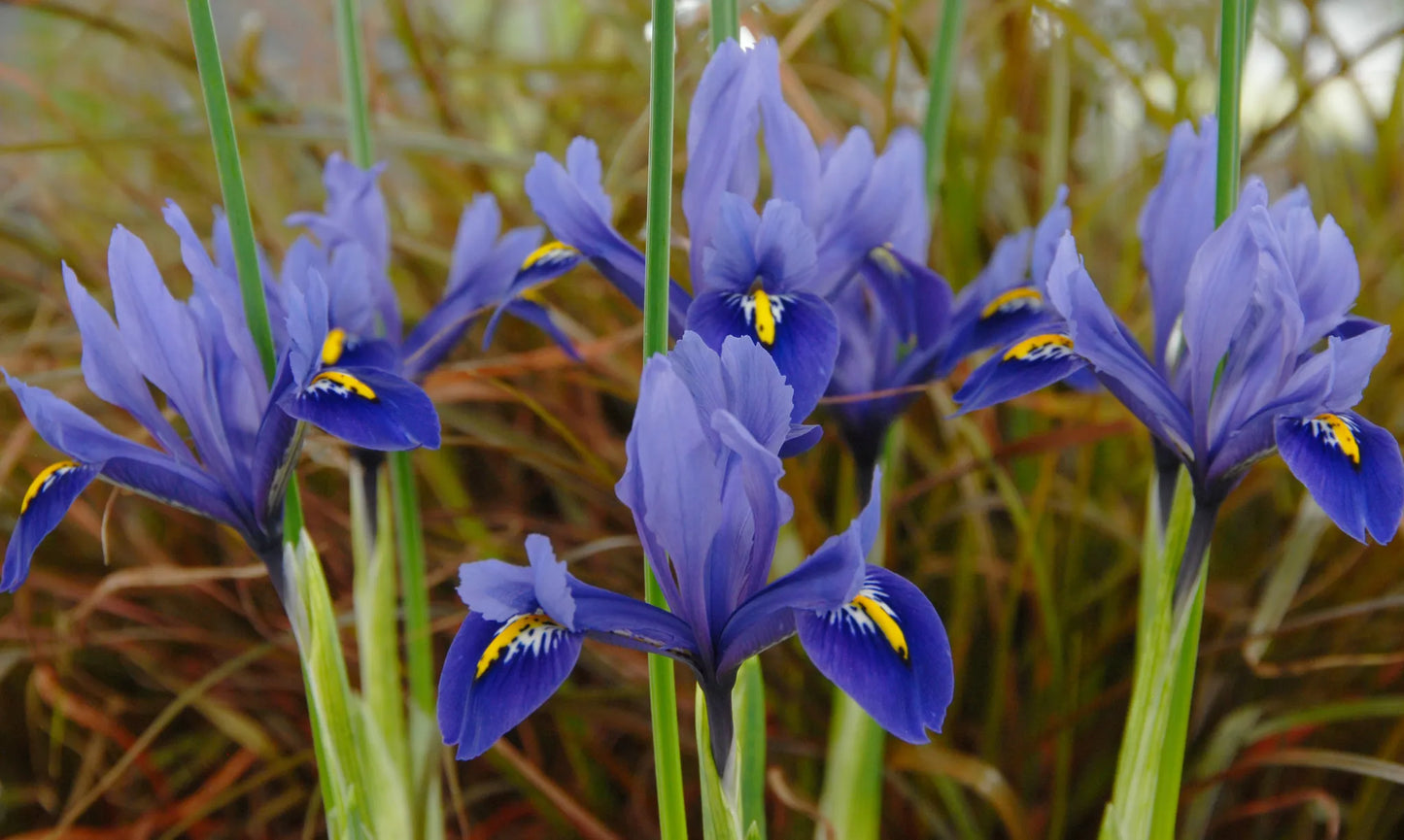Bulbes de fleurs Non-Traité Iris reticulata Harmony calibre 6/+ (3753500)