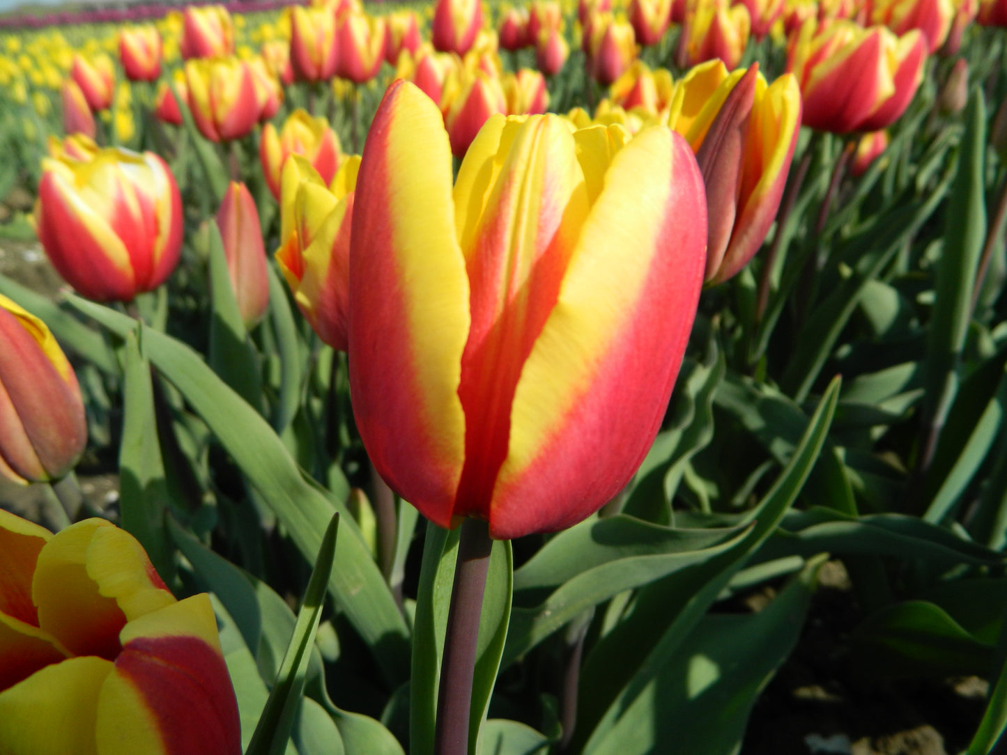 Bulbe Tulipe Jan Seignette 11+ Bio