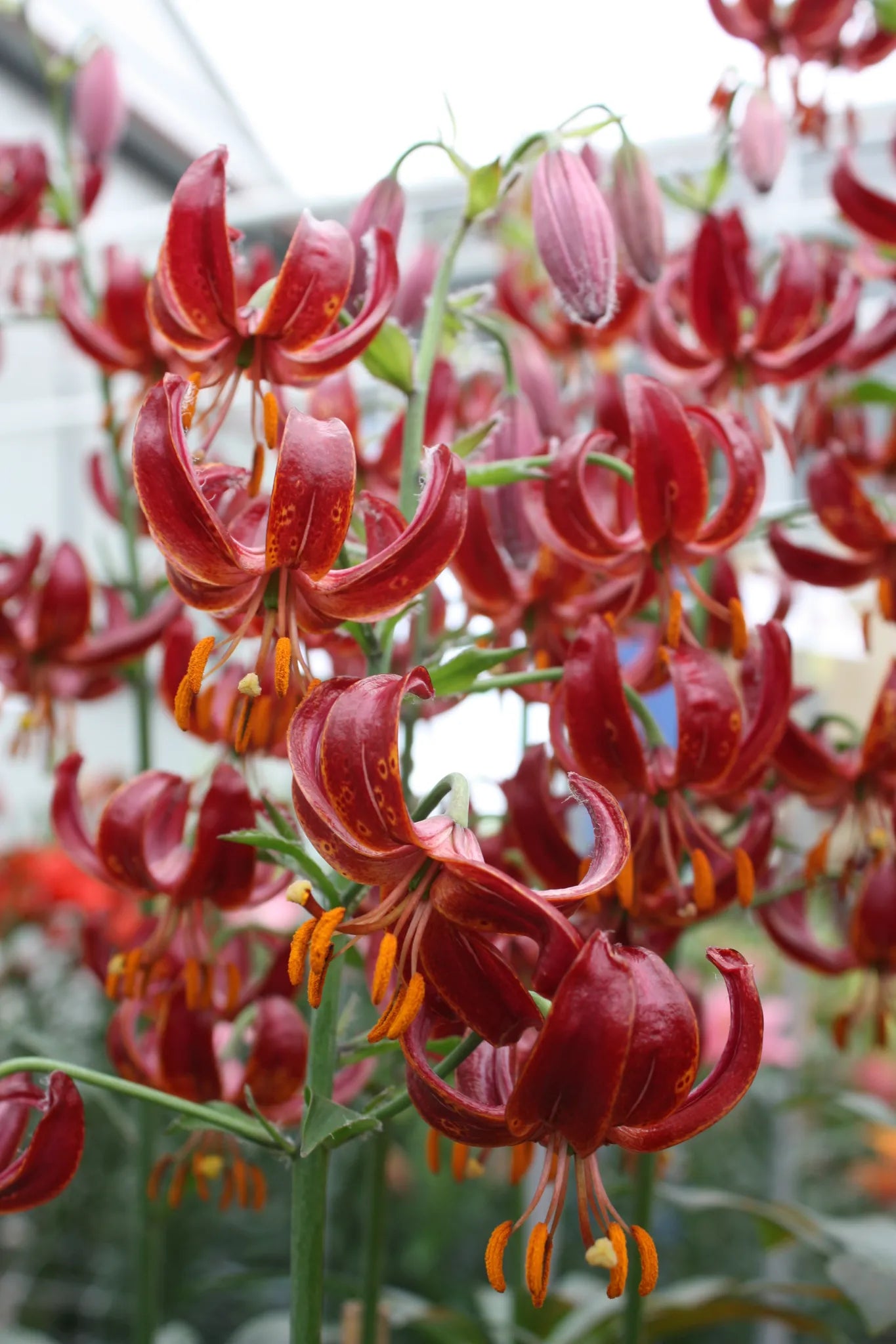 Bulbes de fleurs Non-Traité Lilium martagon Claude Shride calibre 12/+ (4008000)