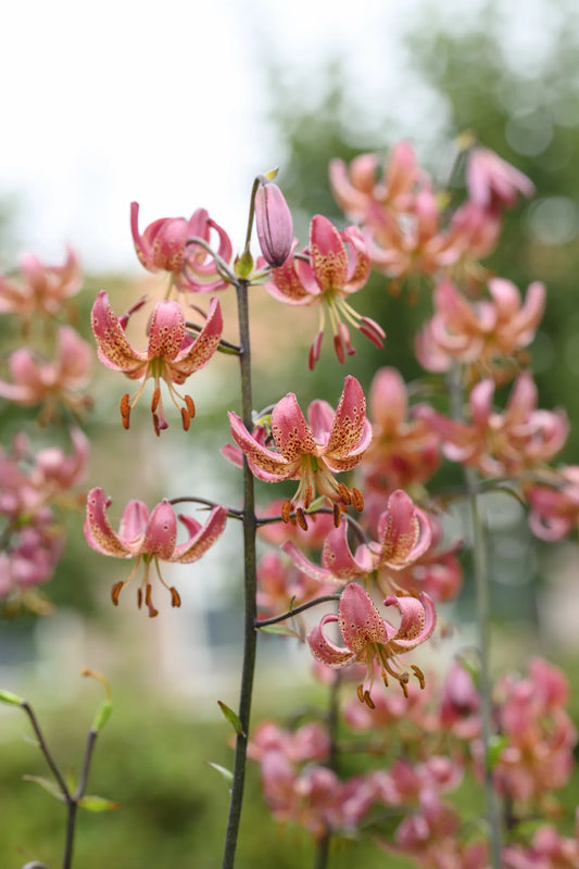 Bulbes de fleurs Non-Traité Lilium martagon Manitoba Morning calibre 12/+ (4005700)