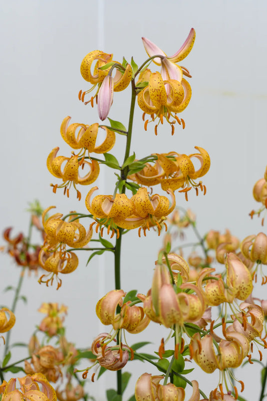 Bulbes de fleurs Non-Traité Lilium martagon Peppard Gold calibre 12/+ (4005600)