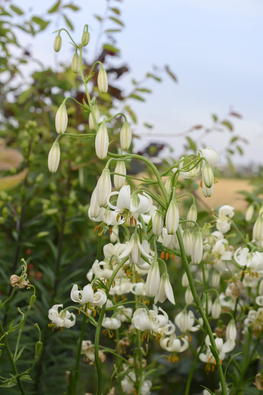 Bulbes de fleurs Non-Traité Lilium martagon Snowy Morning® calibre 12/+ (4005300)