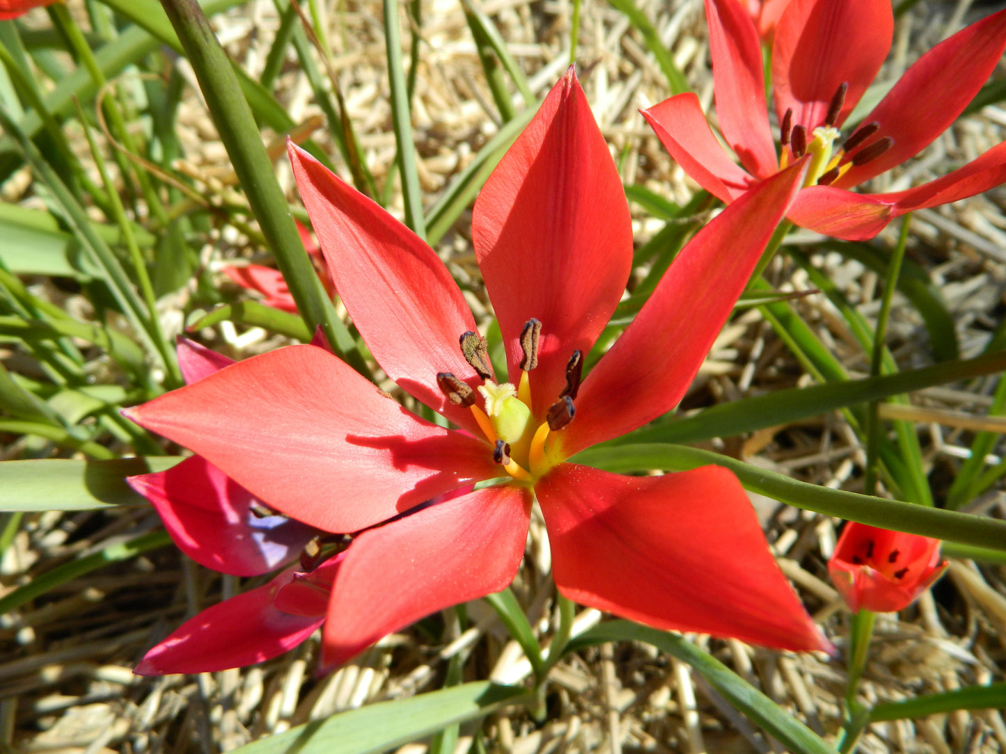 Bulbes de fleurs Non-Traité Tulipe linifolia calibre 5/+ (1009400)