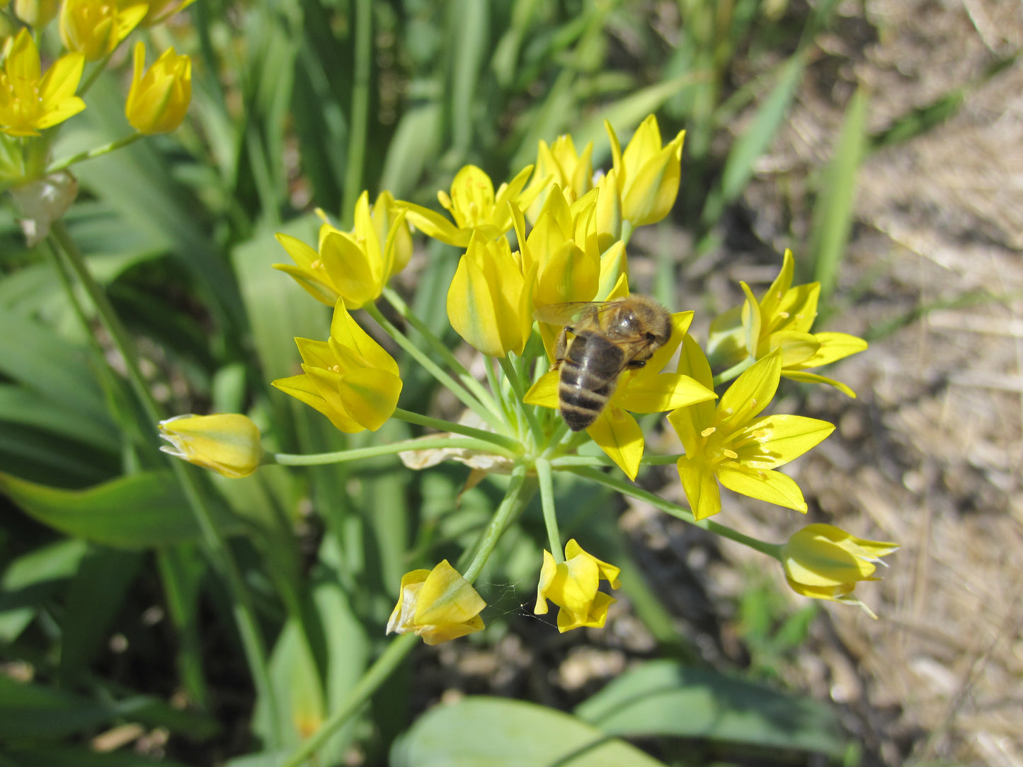 Bulbes de fleurs bio Allium Yellow allium moly 'Jeanine' calibre 5/+ (amoje05)