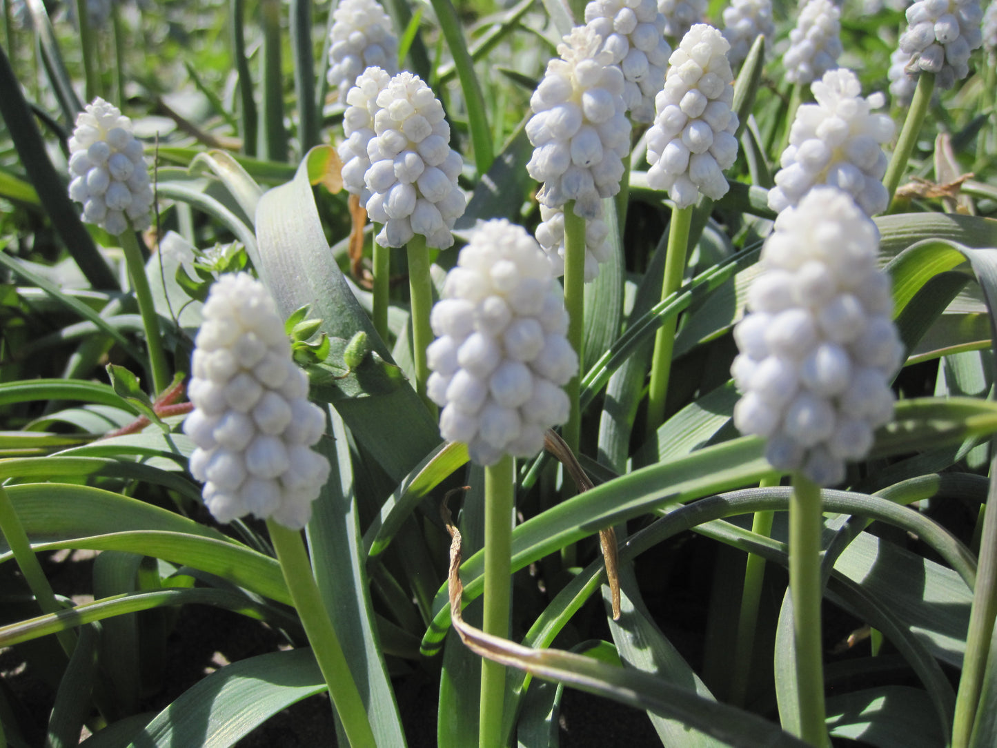 Bulbes de fleurs bio Muscari White Magic calibre 6/7 (mwhma06)