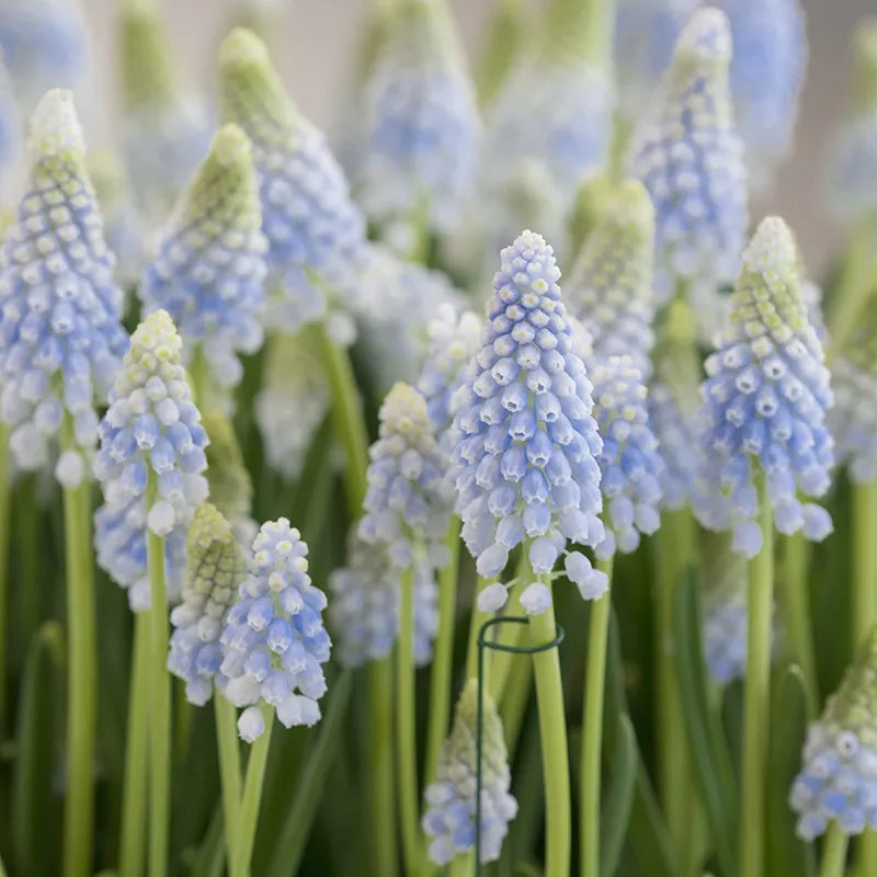 Bulbes de fleurs Non-Traité Muscari  Baby's Breath® calibre 7/8 (3802500)