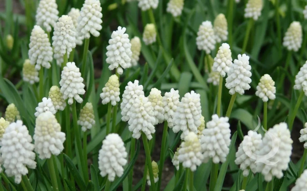 Bulbes de fleurs Non-Traité Muscari aucheri White Magic® calibre 8/9 (3805000)