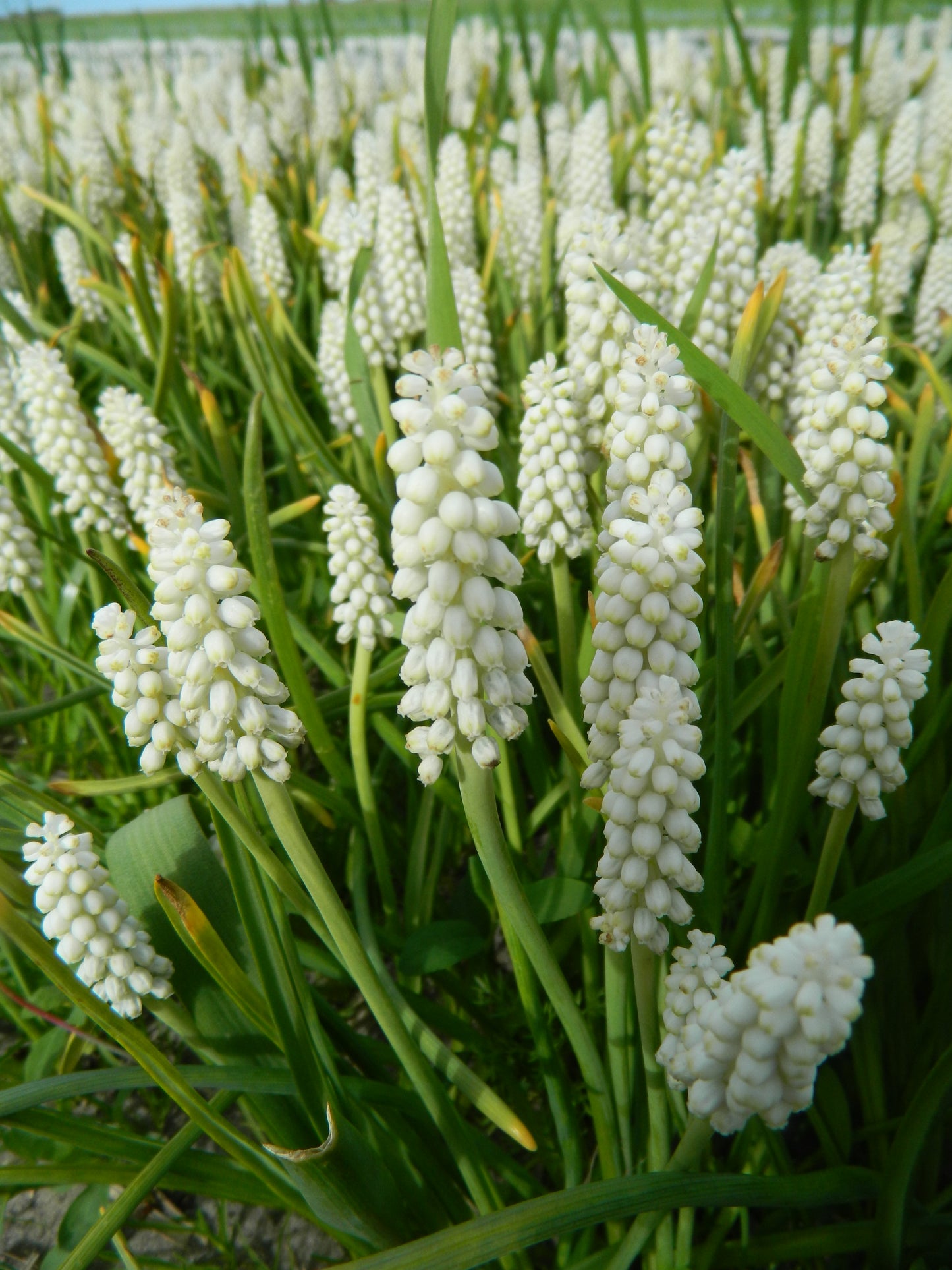 Bulbe Muscari Album 8+ Bio