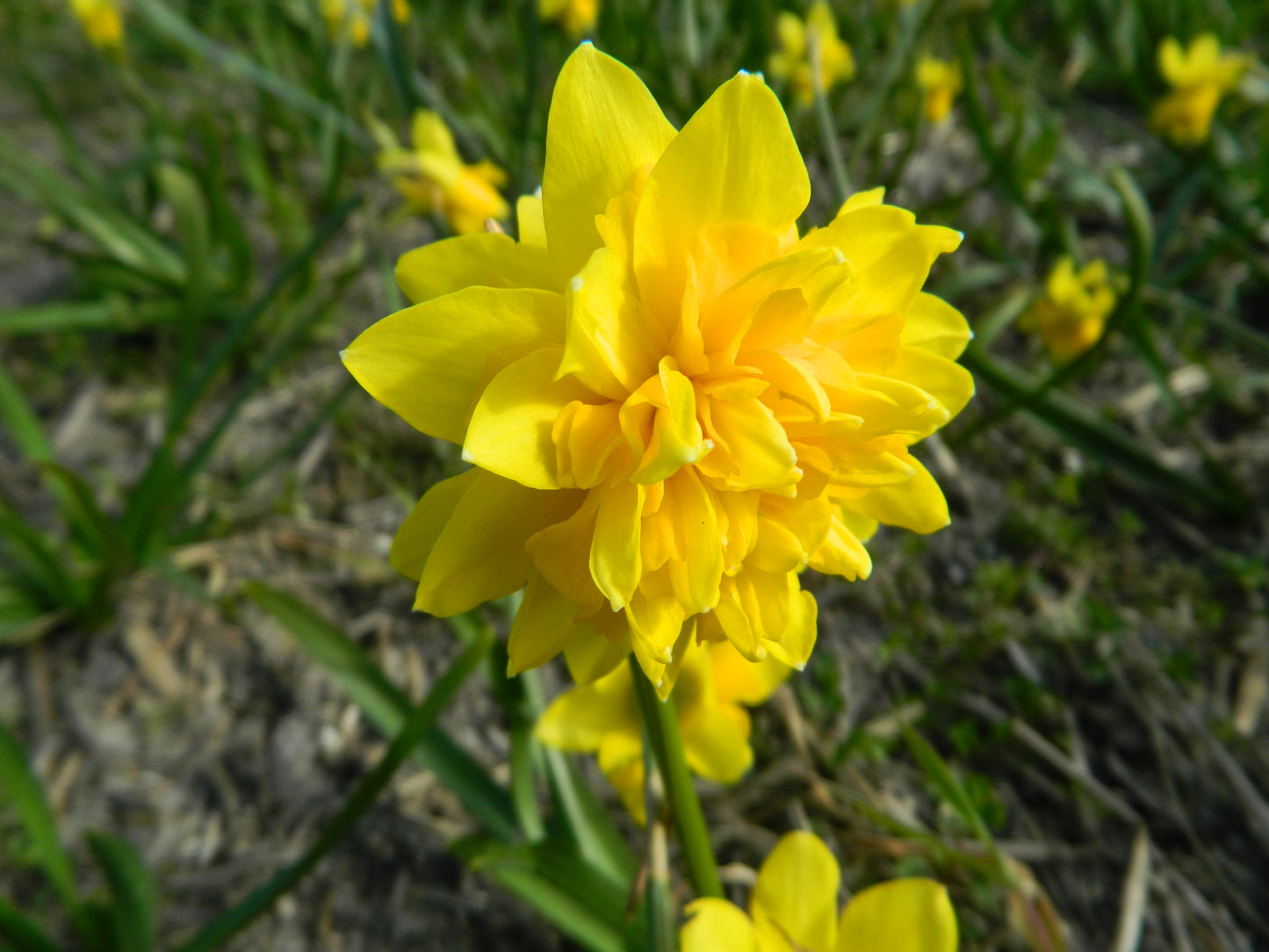 Bulbes de fleurs bio Narcisse Double Tête Rosette calibre 10/12 (ntero10)