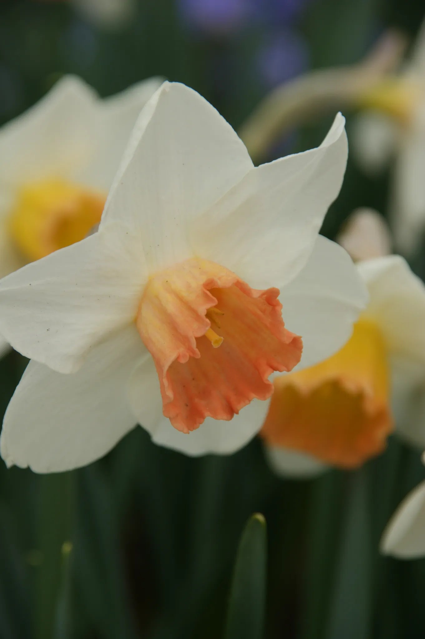 Bulbes de fleurs Non-Traité Narcissus Accent calibre sp14/16 (2026100)