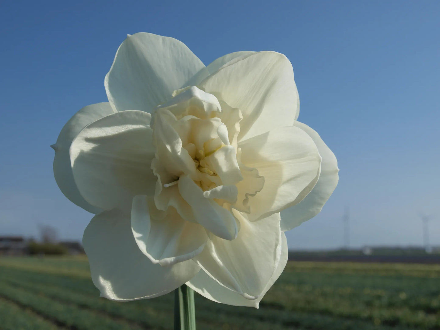 Untreated flower bulbs Narcissus Androcles size sp14/16 (2025500)