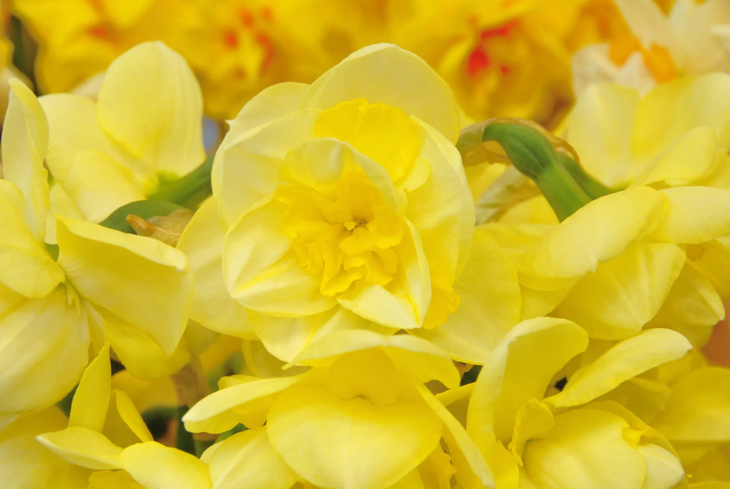 Bulbes de fleurs Non-Traité Narcissus Angkor calibre sp14/16 (2039200)