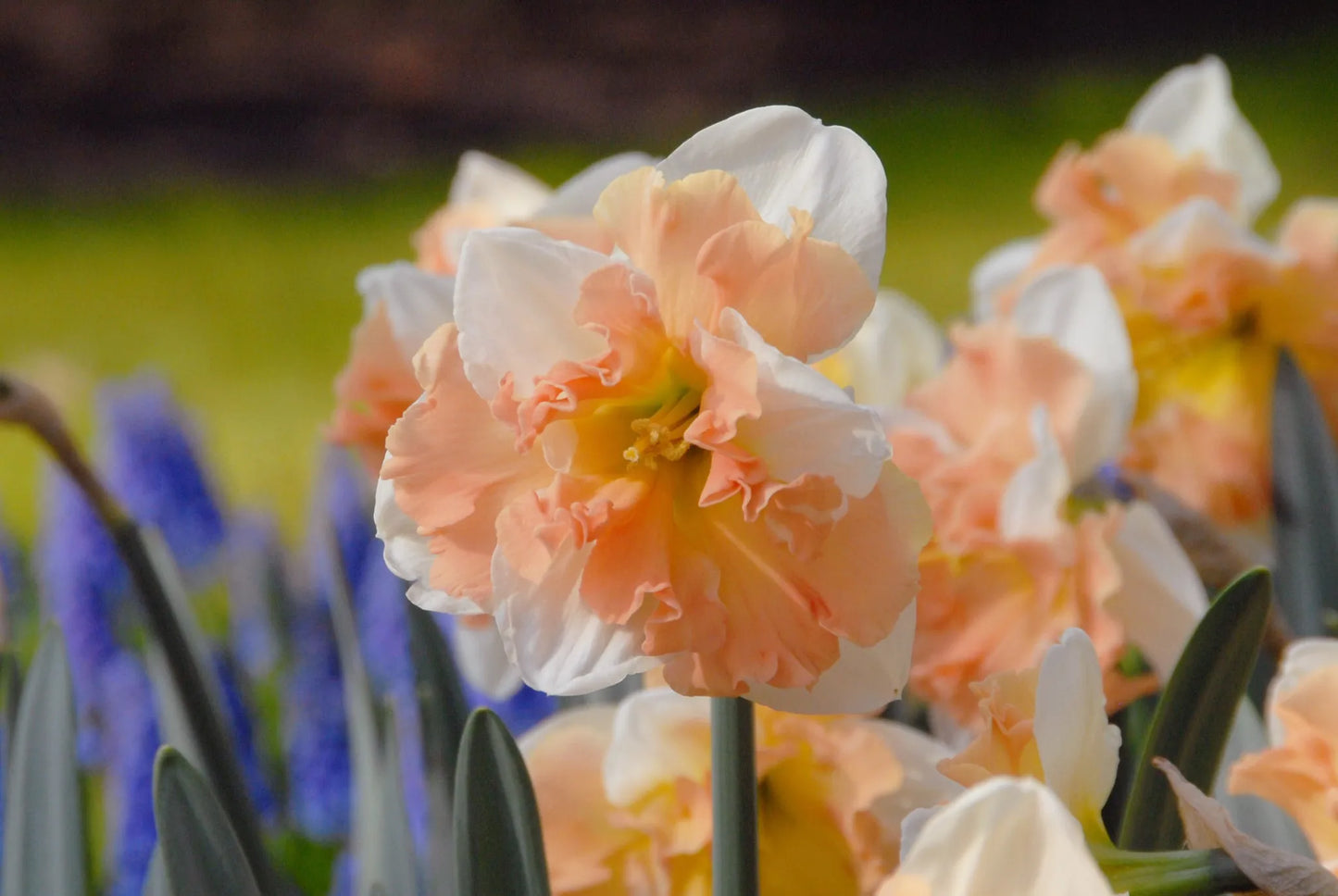 Bulbes de fleurs Non-Traité Narcissus Apple Pie calibre sp12/14 (2027800)