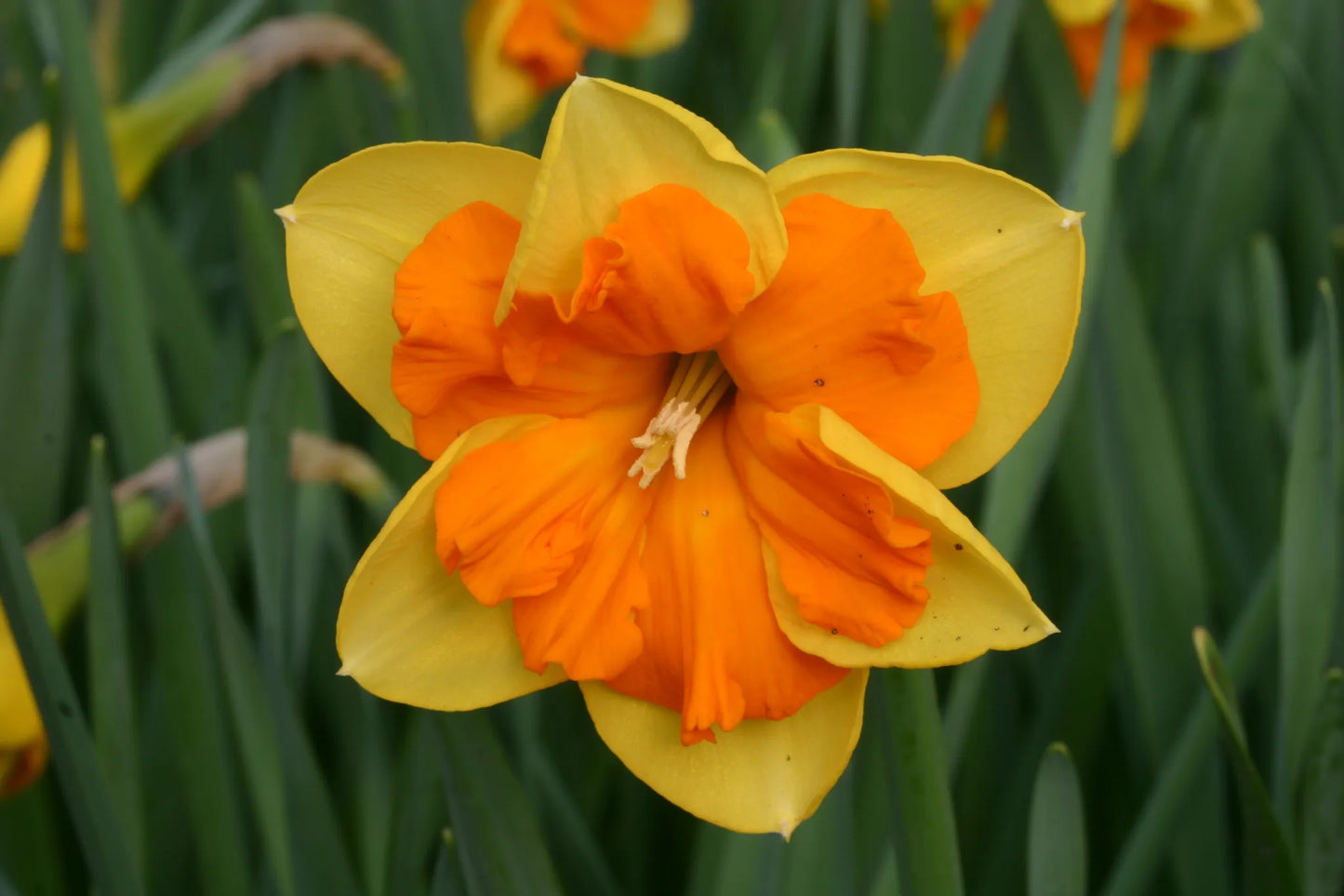 Bulbes de fleurs Non-Traité Narcissus Congress calibre sp14/16 (2007900)