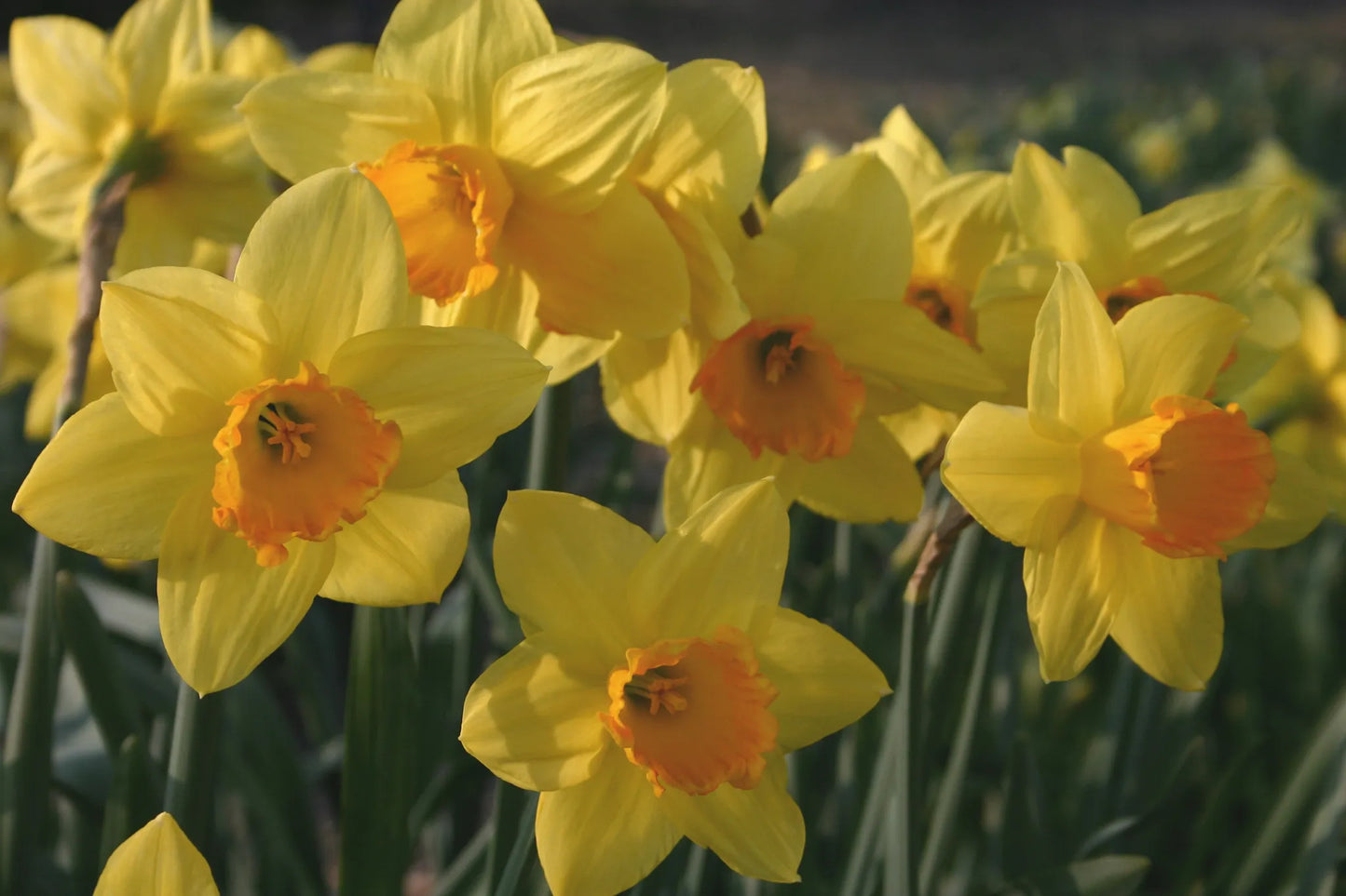Bulbes de fleurs Non-Traité Narcissus Fortune calibre sp14/16 (2023310)