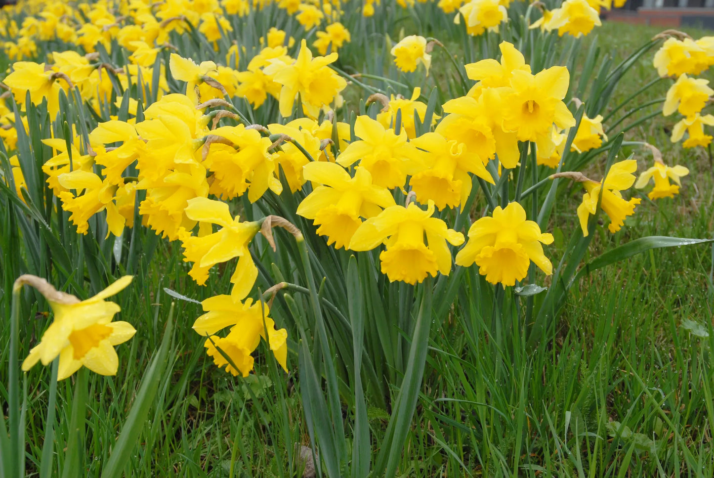 Bulbes de fleurs Non-Traité Narcissus Golden Harvest calibre sp14/16 (2001610)