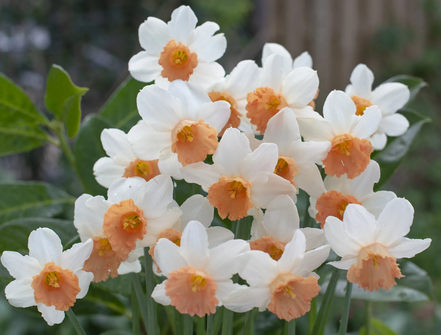 Untreated flower bulbs Narcissus Iwona size z12/14 (2035400) for individuals