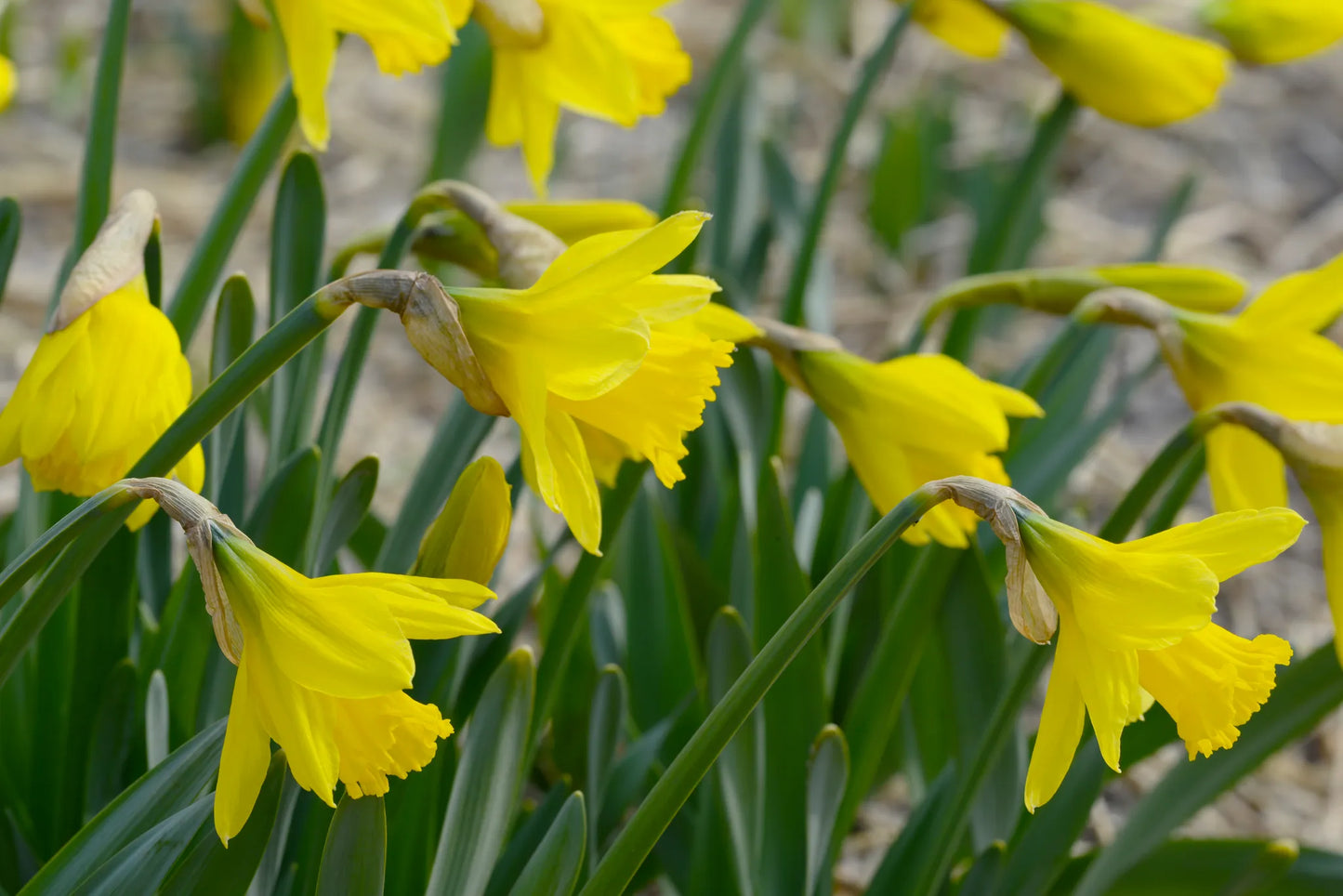 Bulbes de fleurs Non-Traité Narcissus Jedna calibre sp12/14 (2037200)
