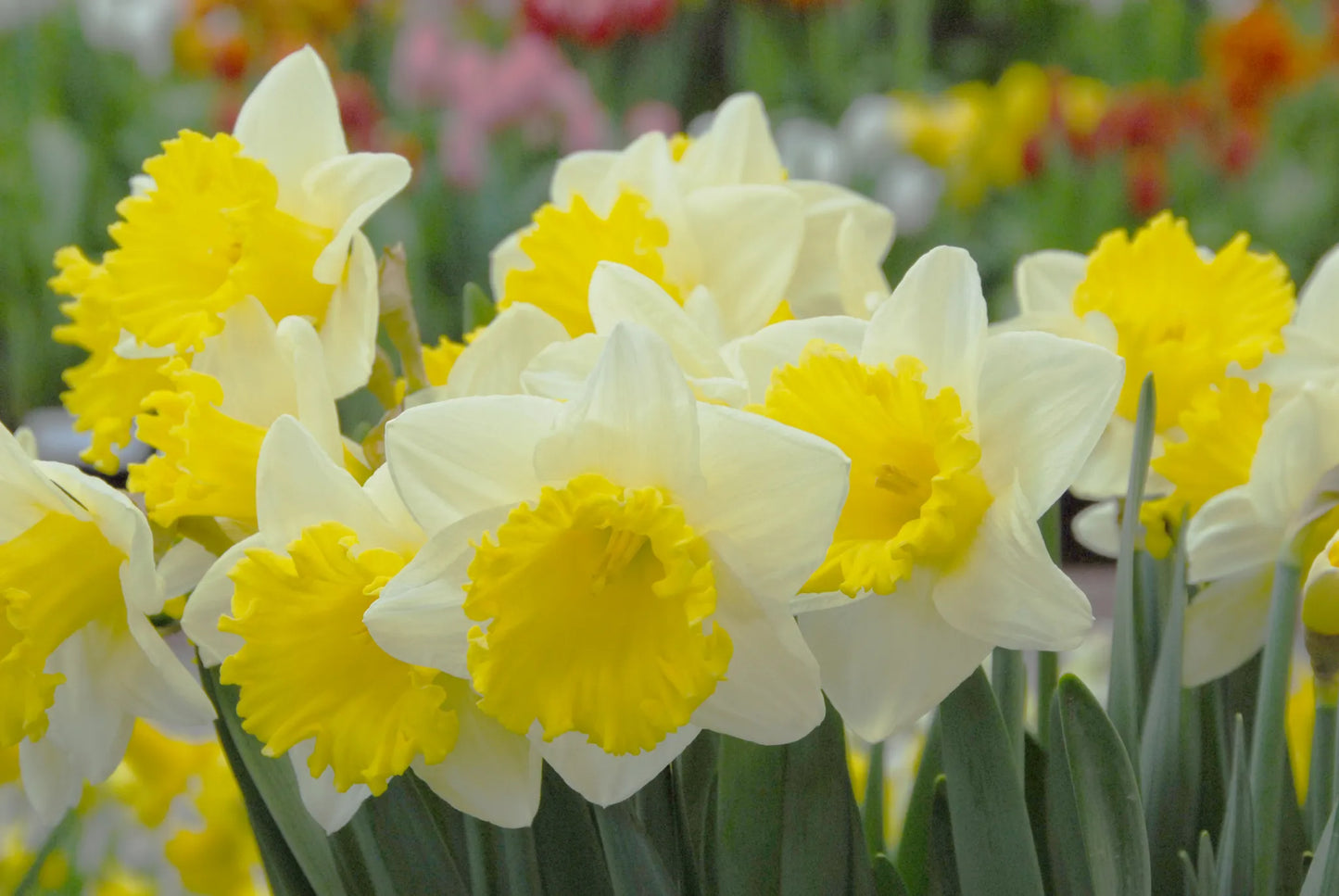 Bulbes de fleurs Non-Traité Narcissus Las Vegas calibre sp12/14 (2007310)