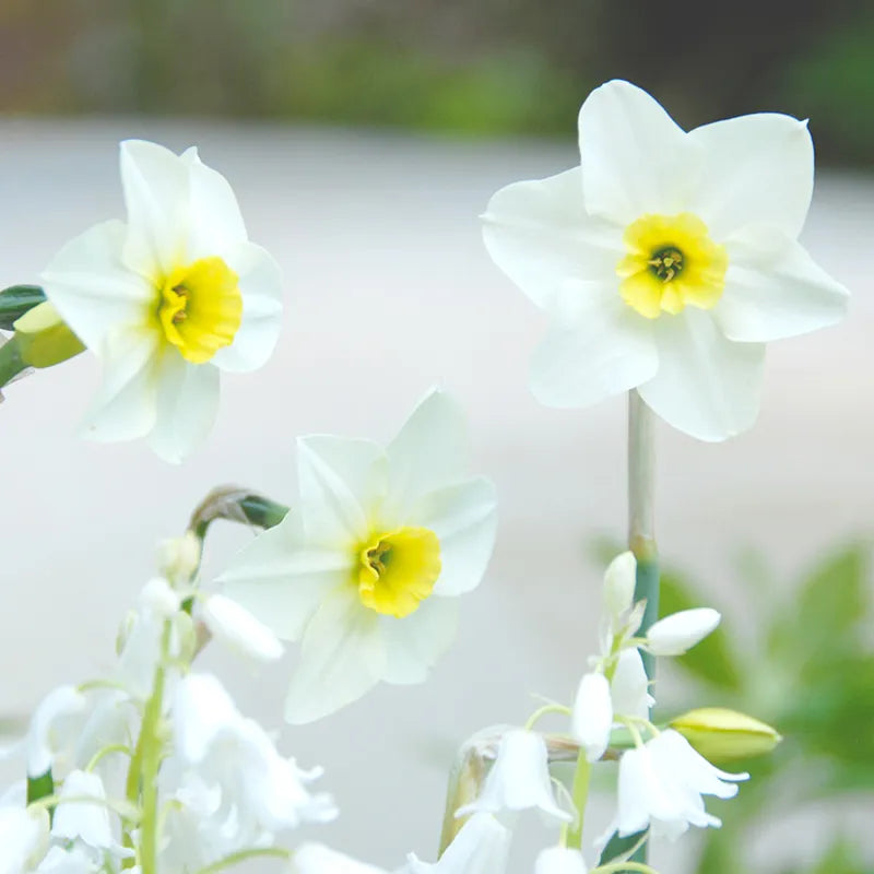 Bulbes de fleurs Non-Traité Narcissus Lieke calibre z14/+ (2002800)