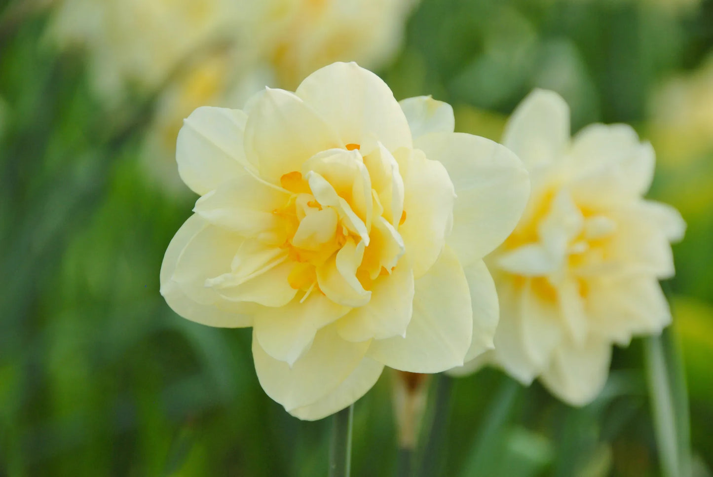 Bulbes de fleurs Non-Traité Narcissus Manly calibre sp12/14 (2003010)