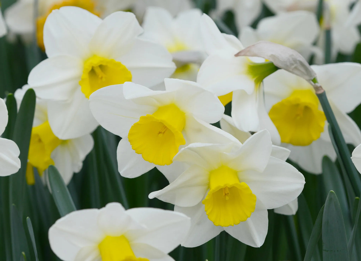 Bulbes de fleurs Non-Traité Narcissus Merels Favourite calibre sp12/14 (2003210)