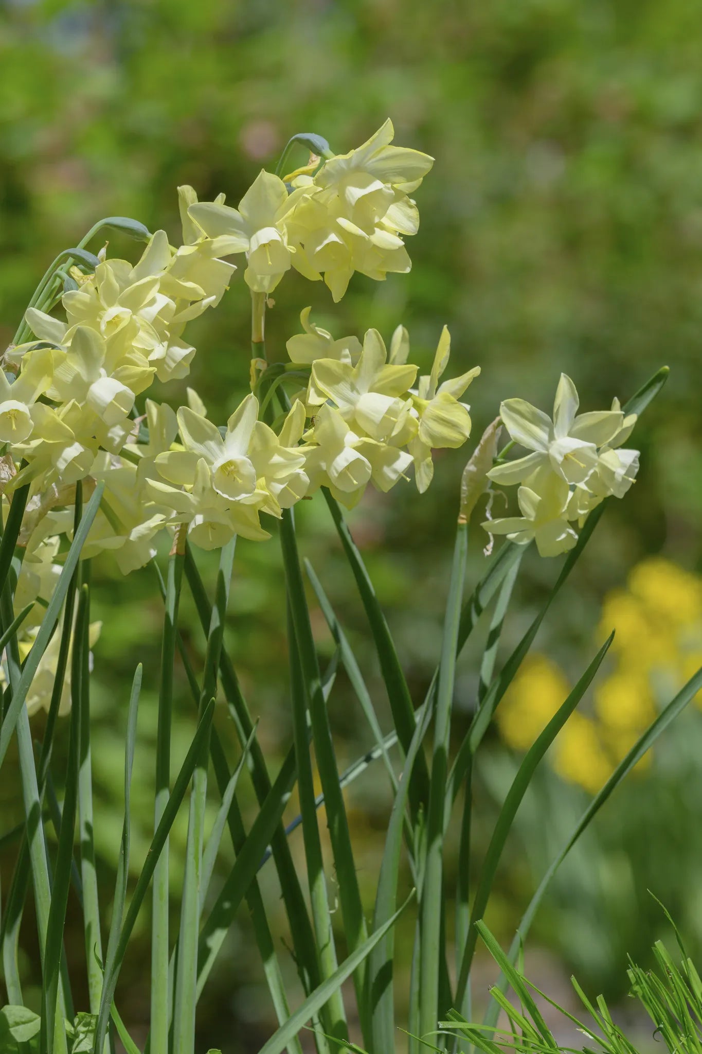 Bulbes de fleurs Non-Traité Narcissus Moonlight Sensation® calibre z12/14 (2033100)